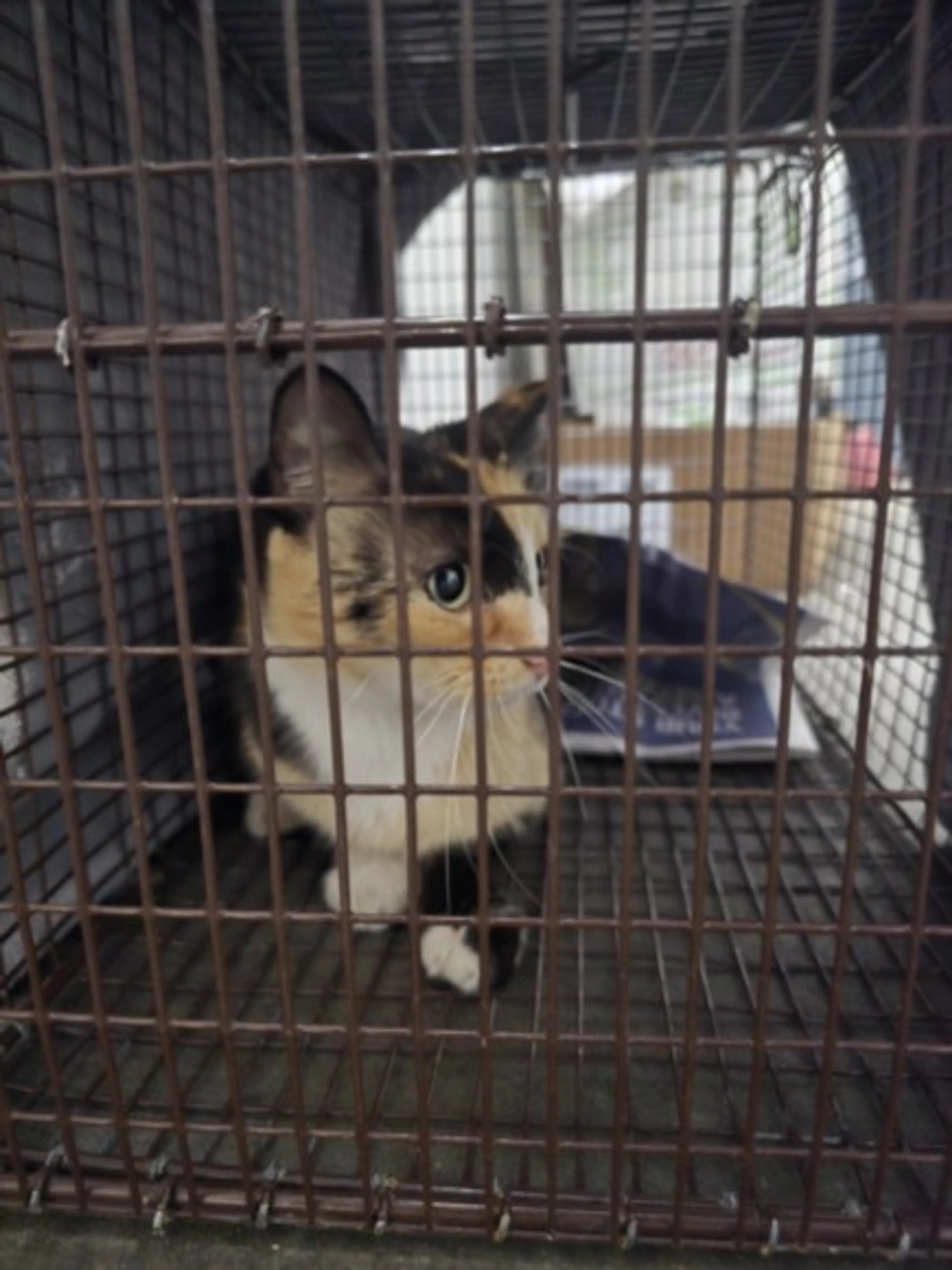 Found pet