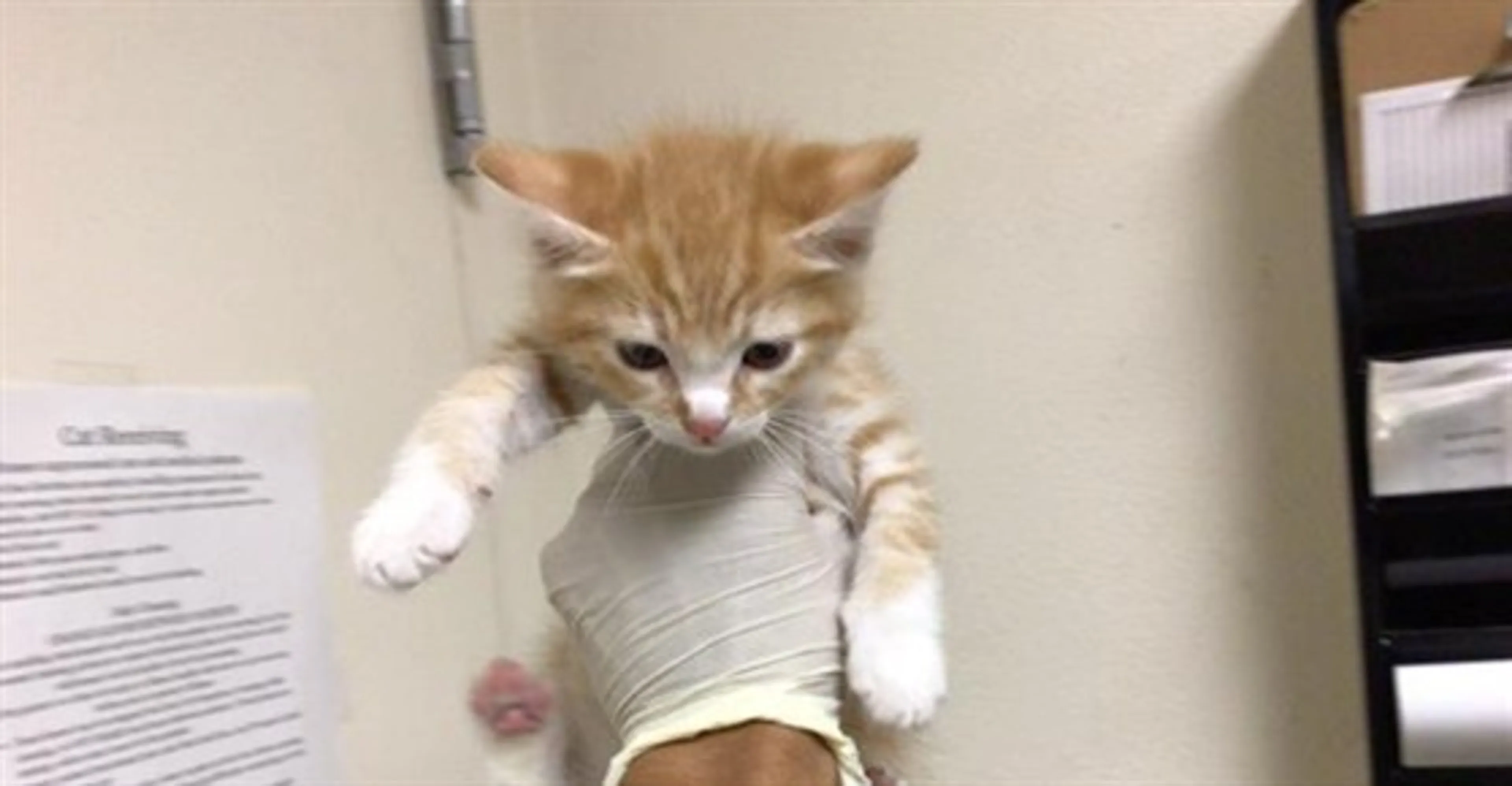 Found pet