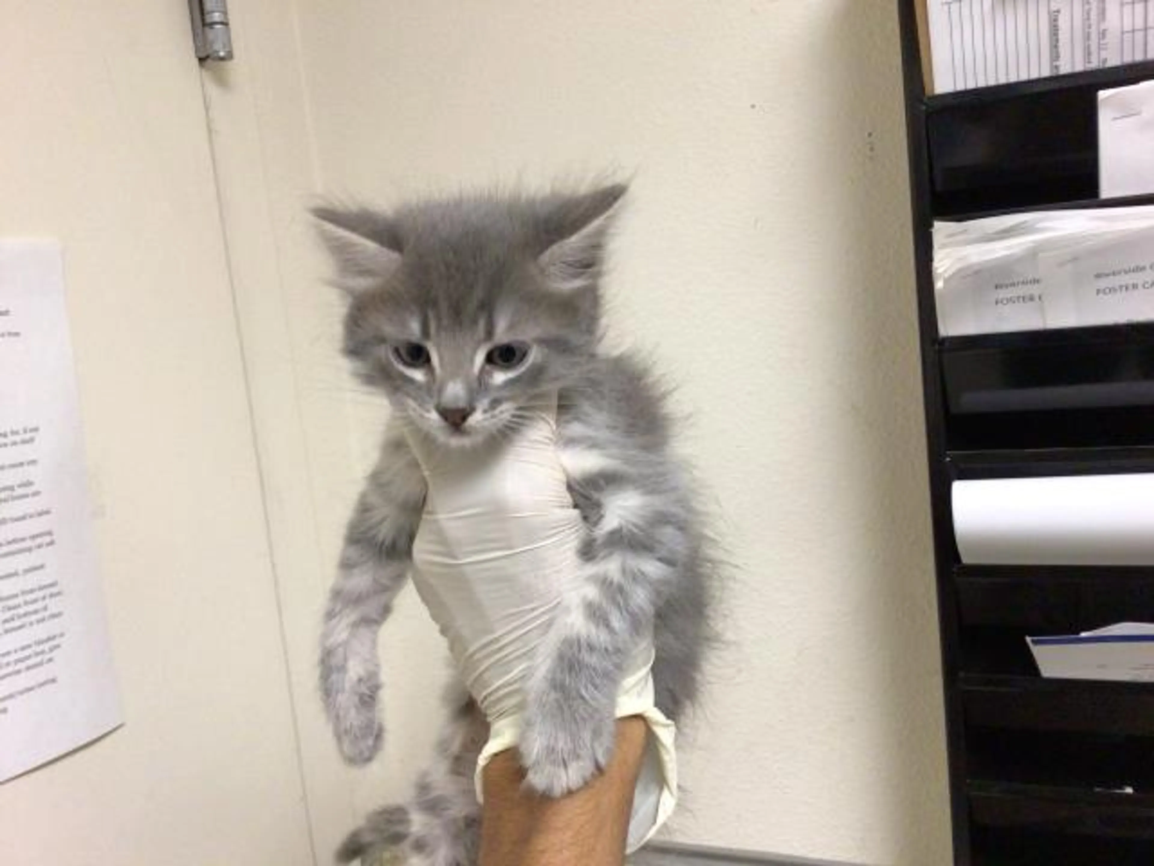 Found pet