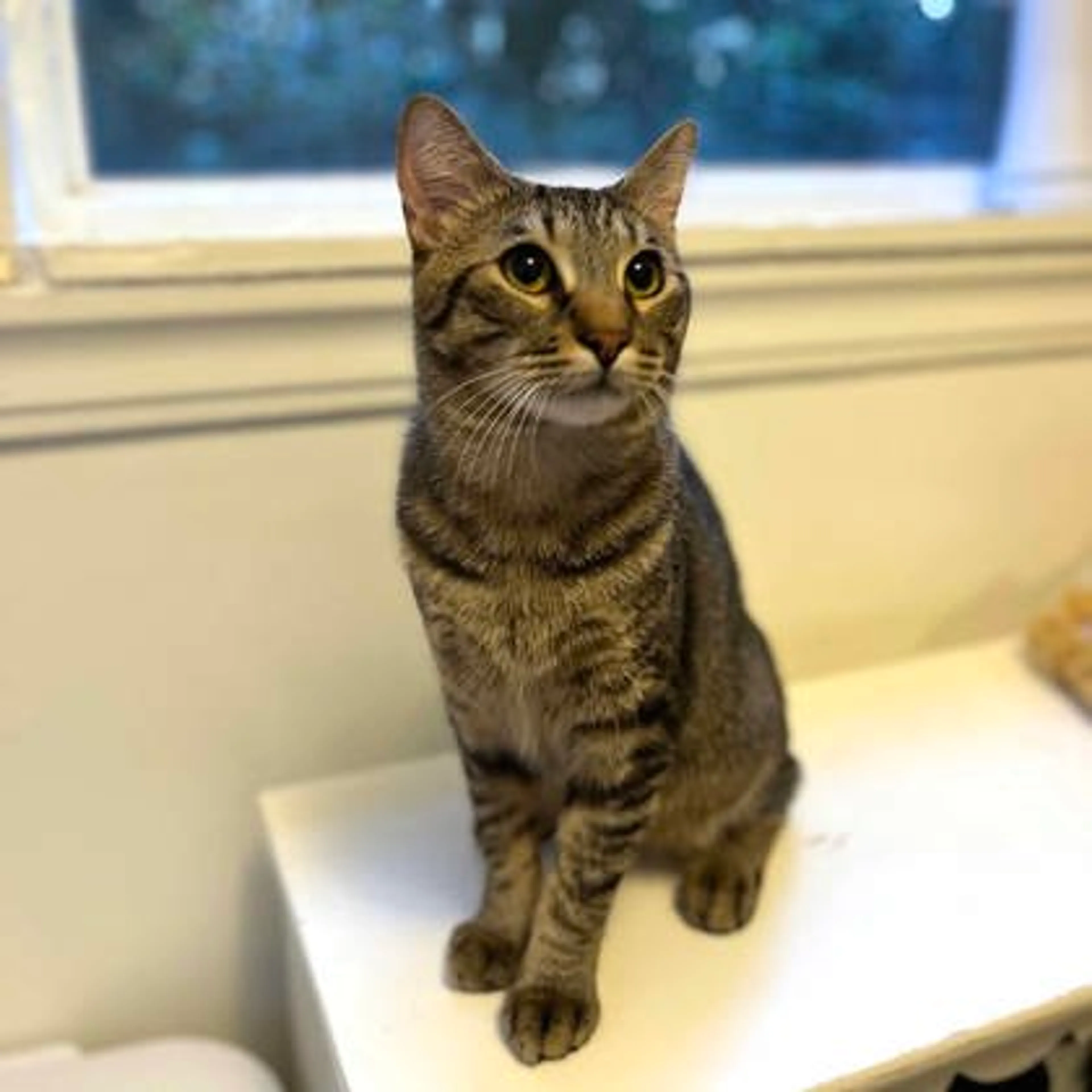 Found pet-2