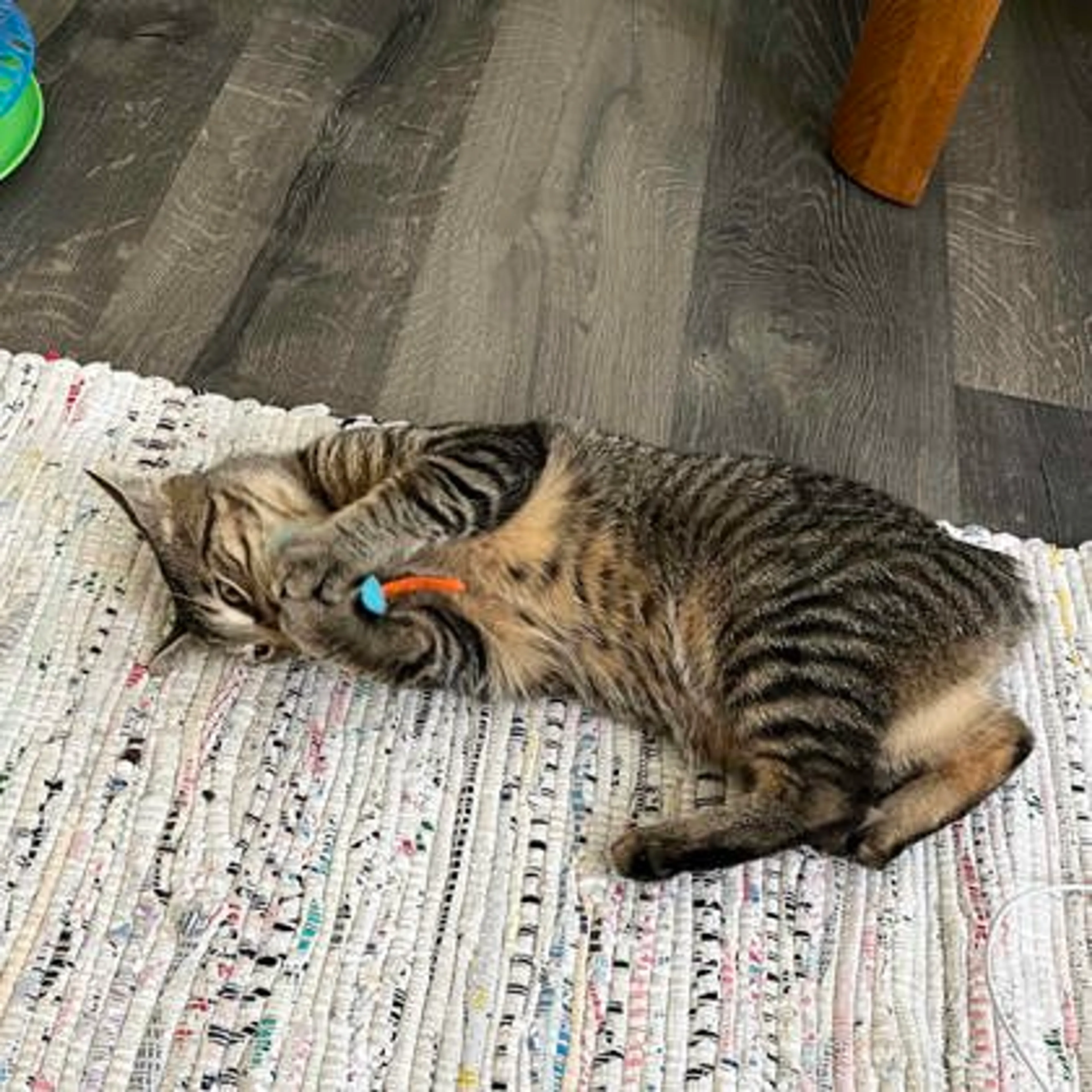 Found pet-1