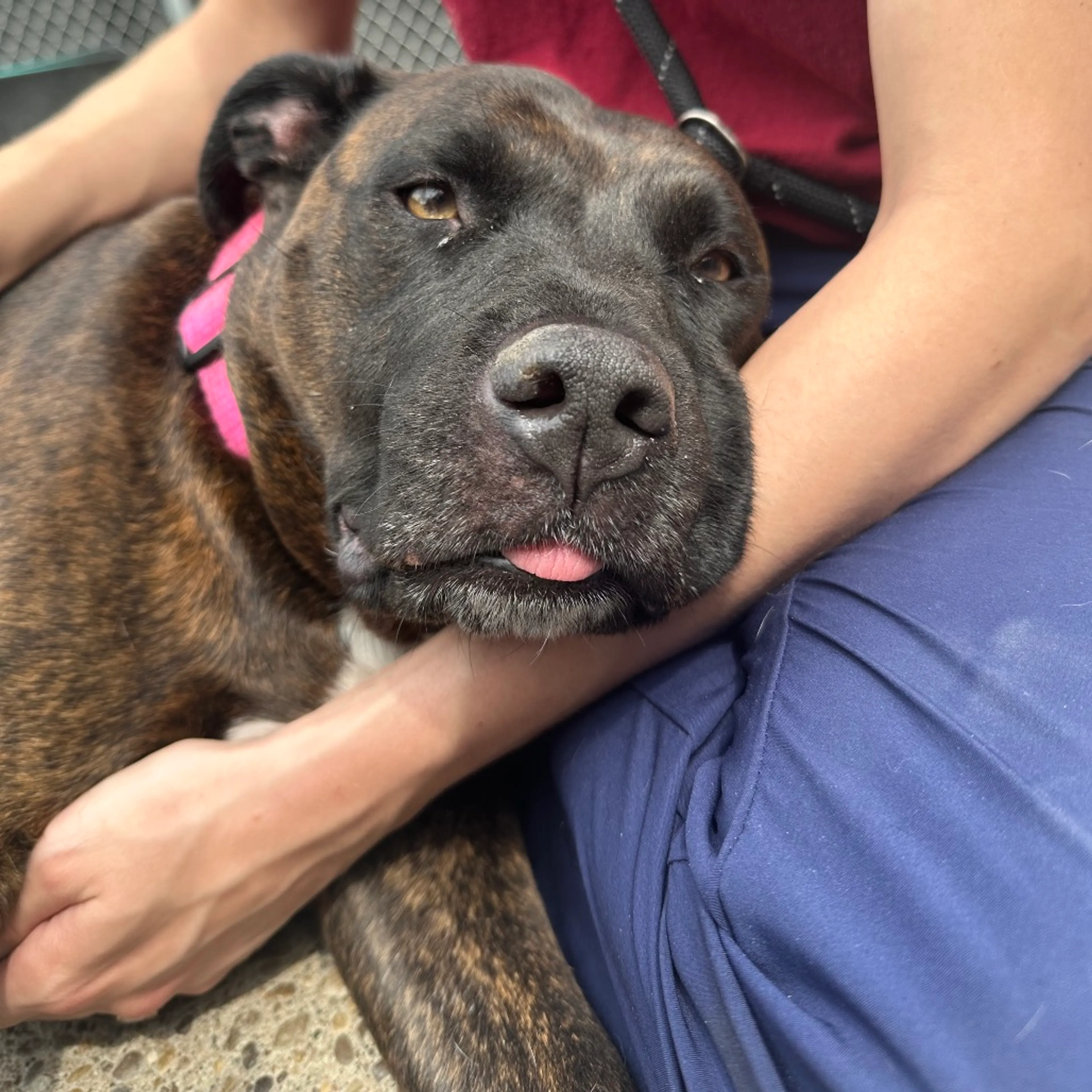 Found pet-2