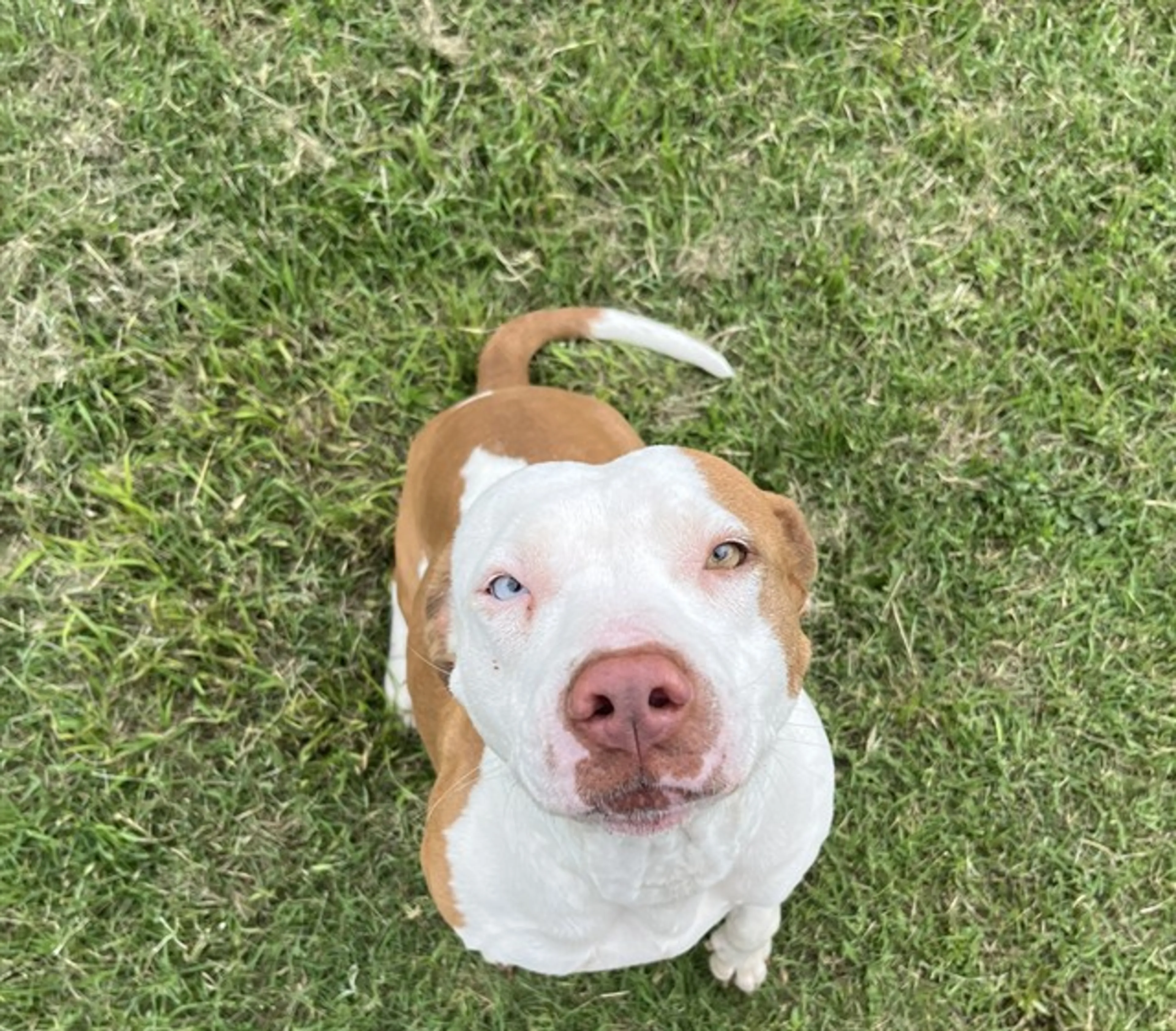 Found pet