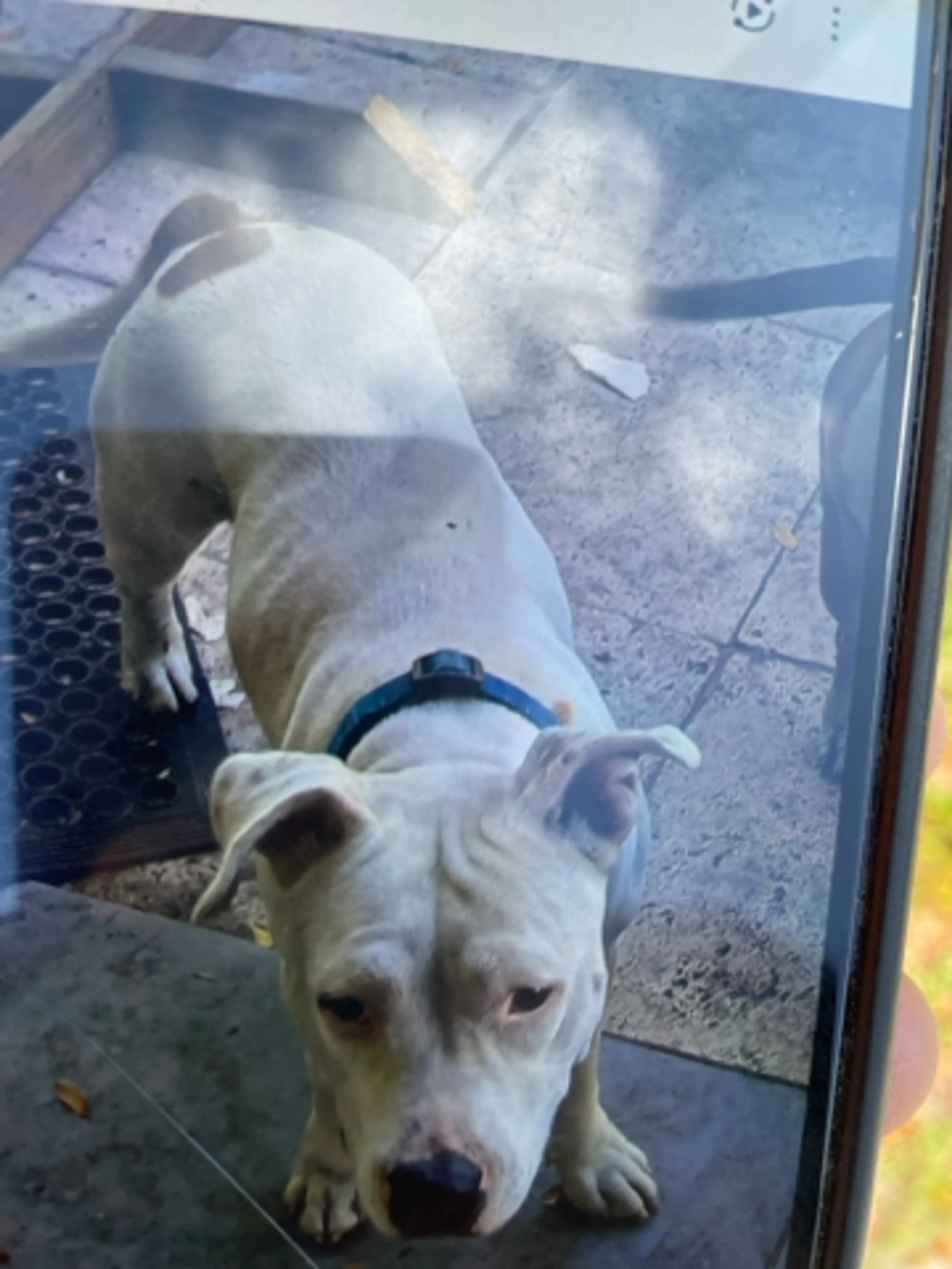 Found pet
