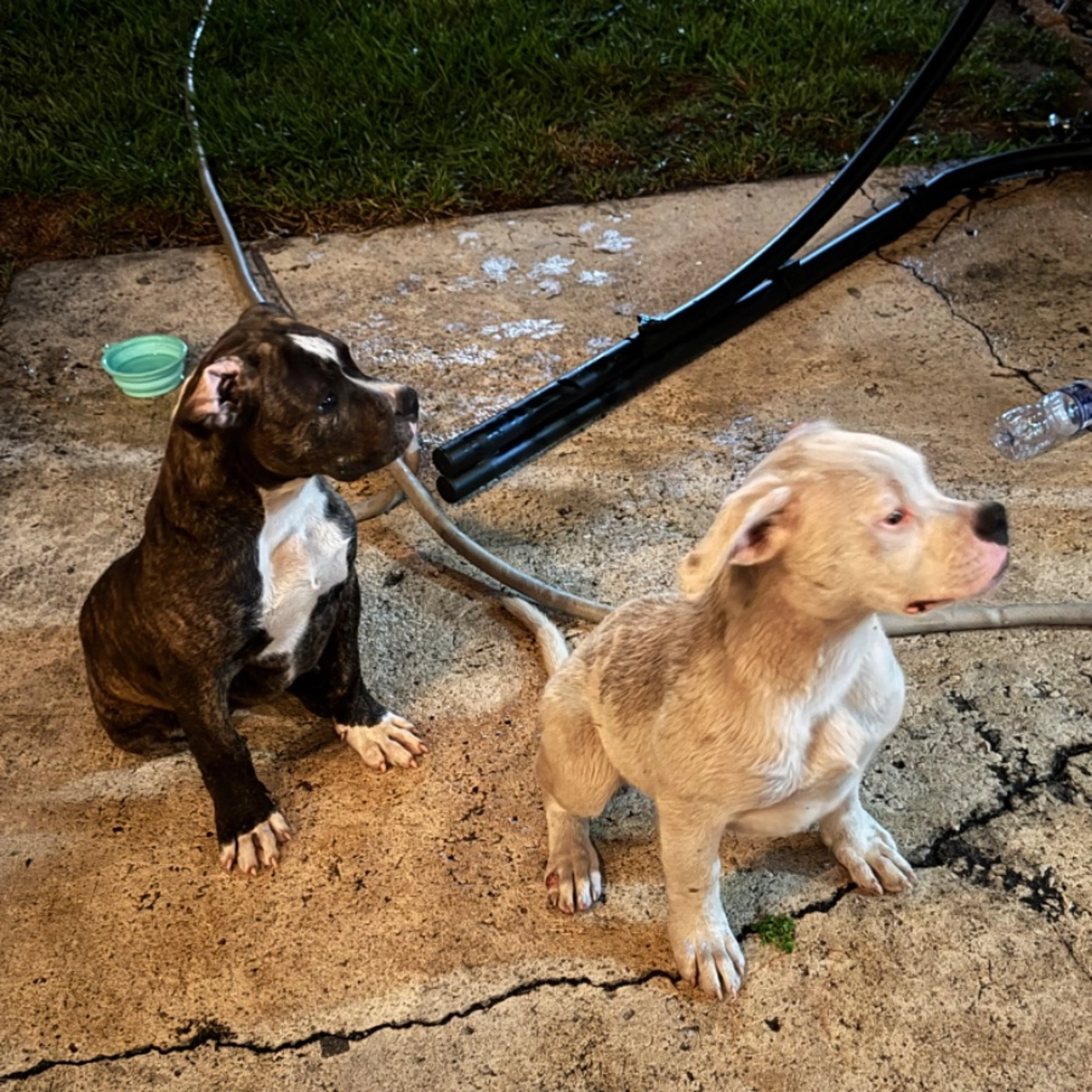 Found pet