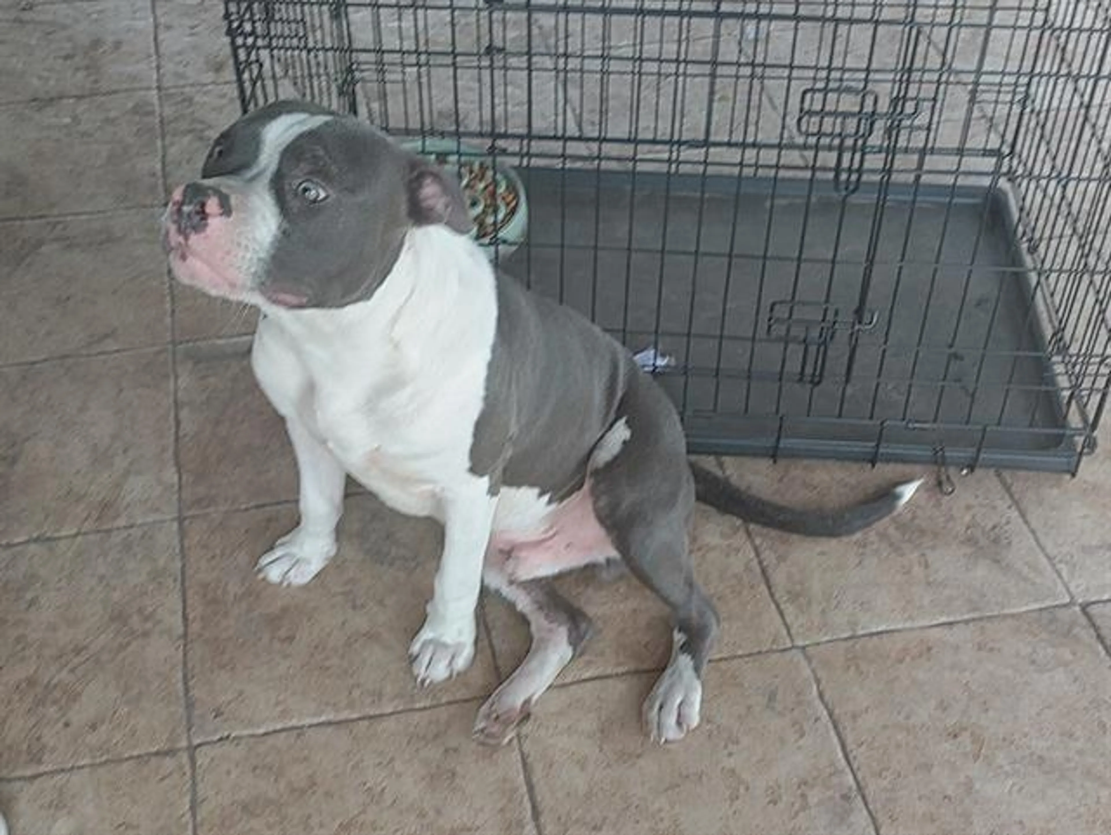 Found pet