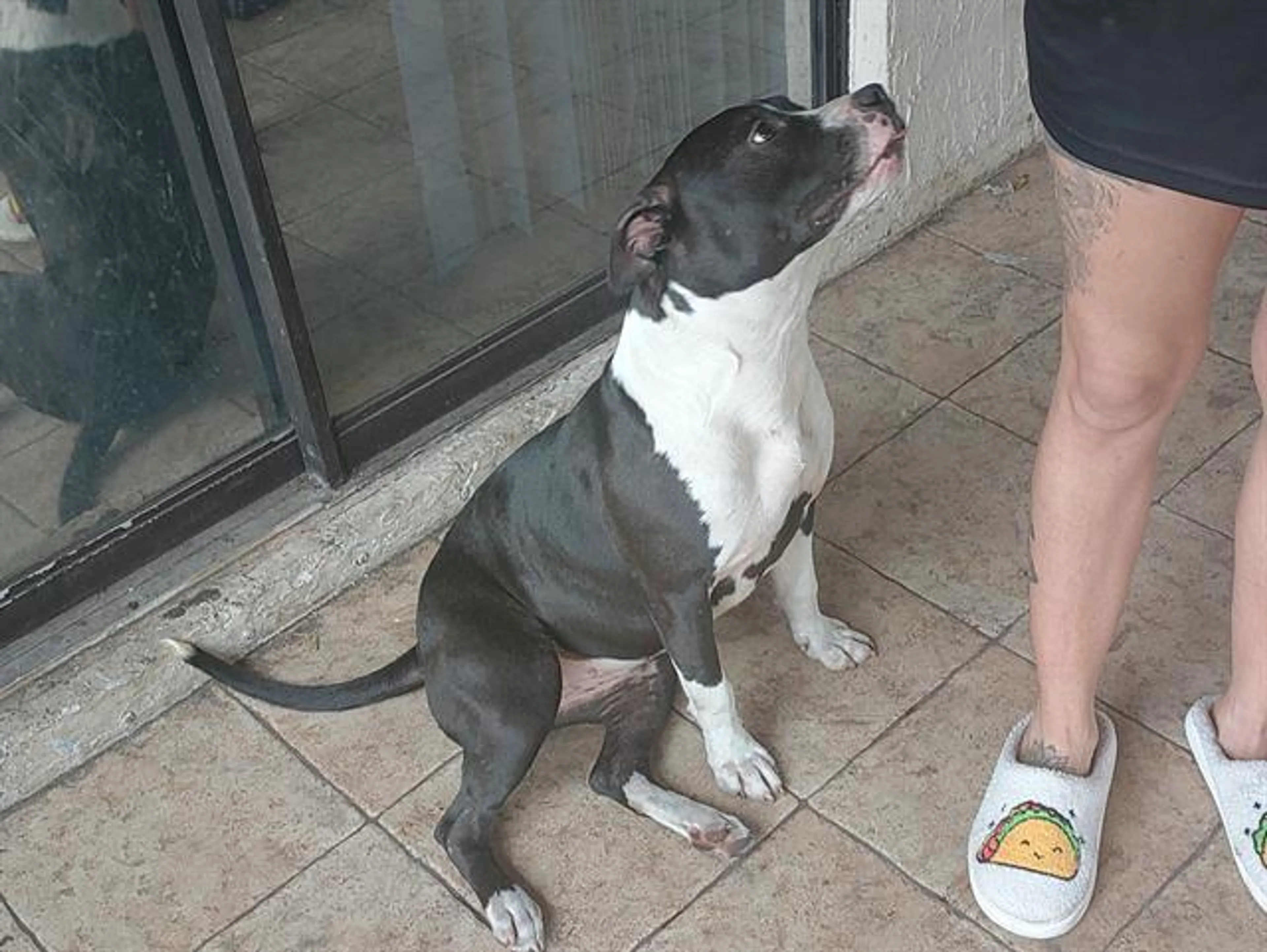 Found pet