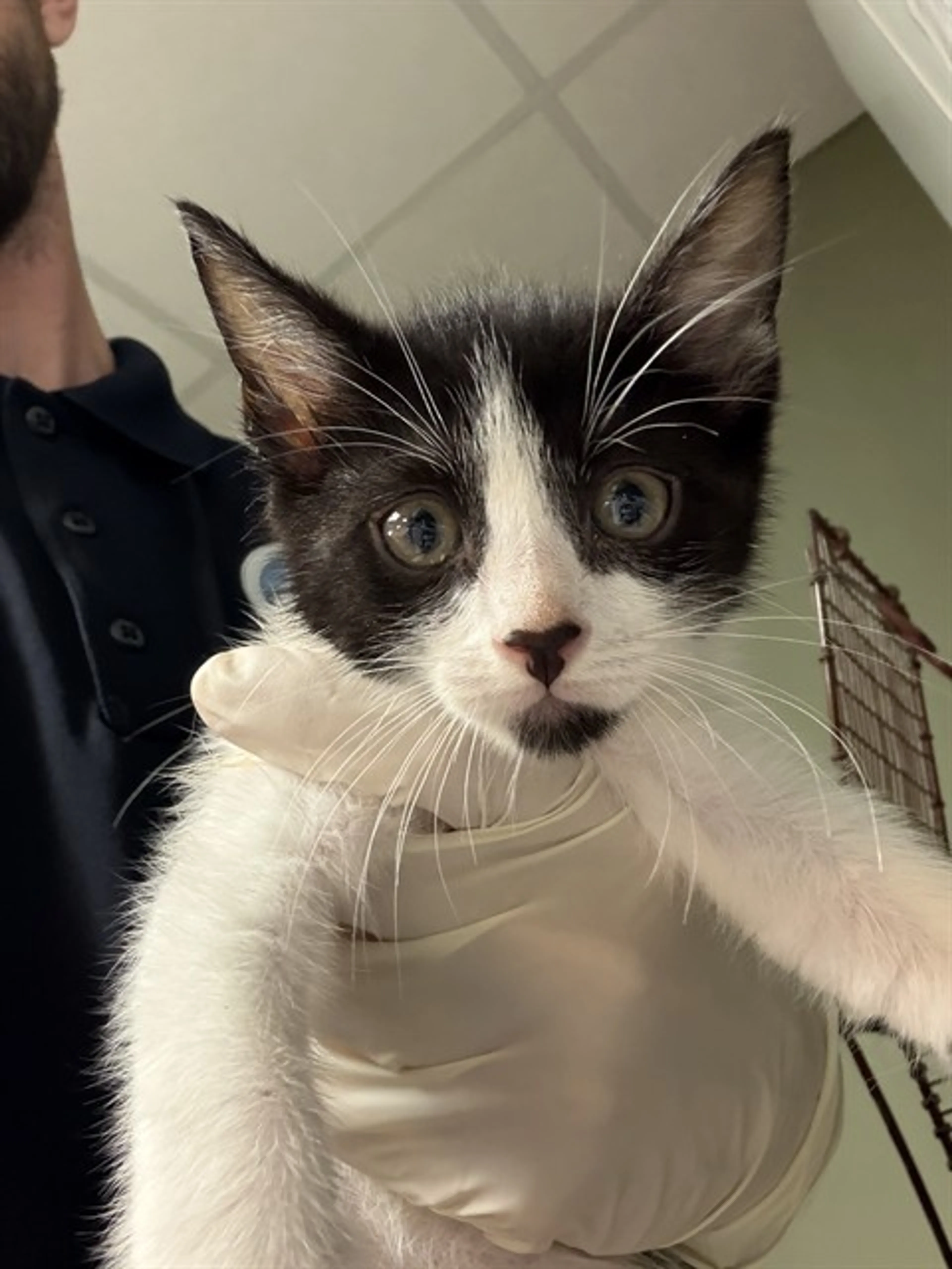 Found pet