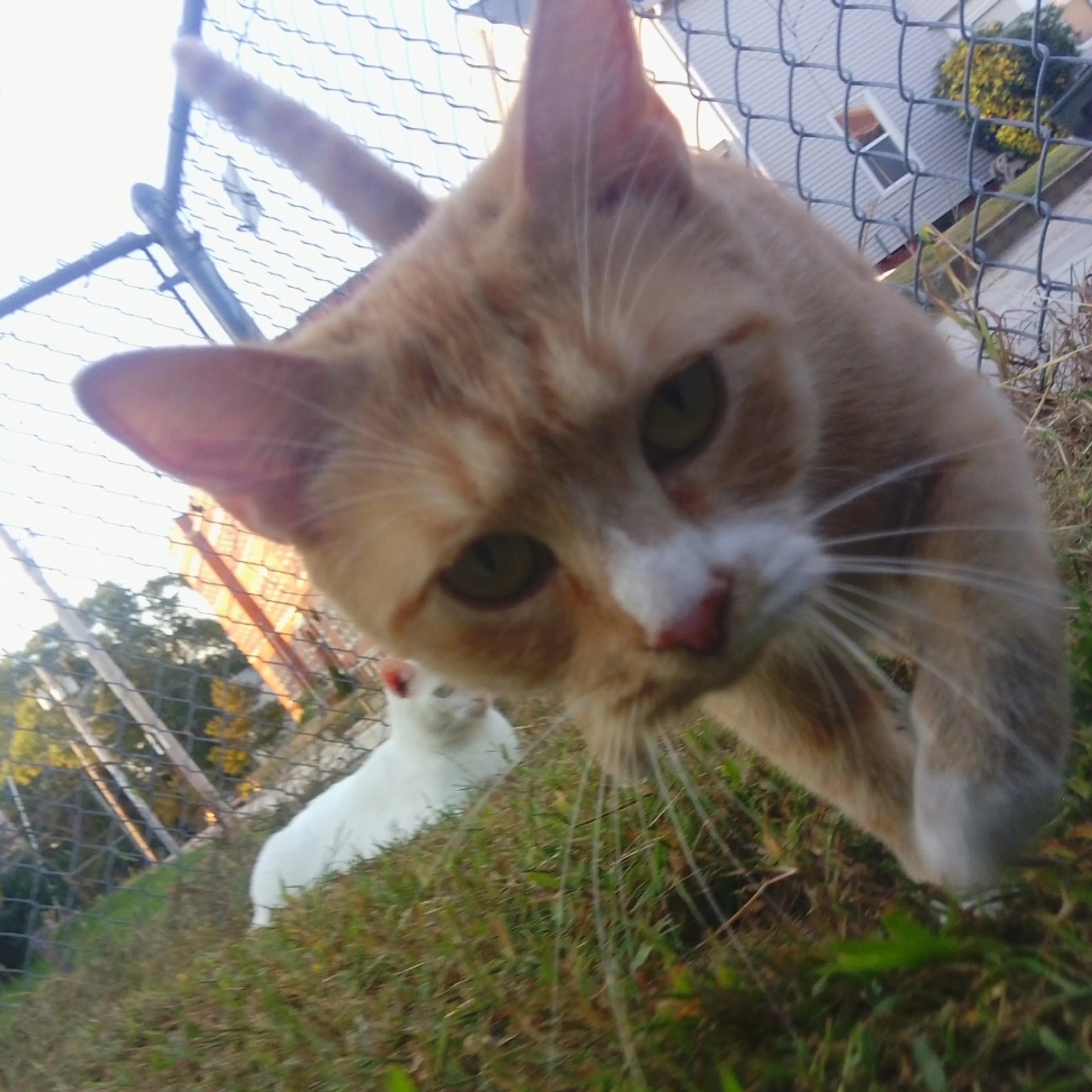 Lost pet-2