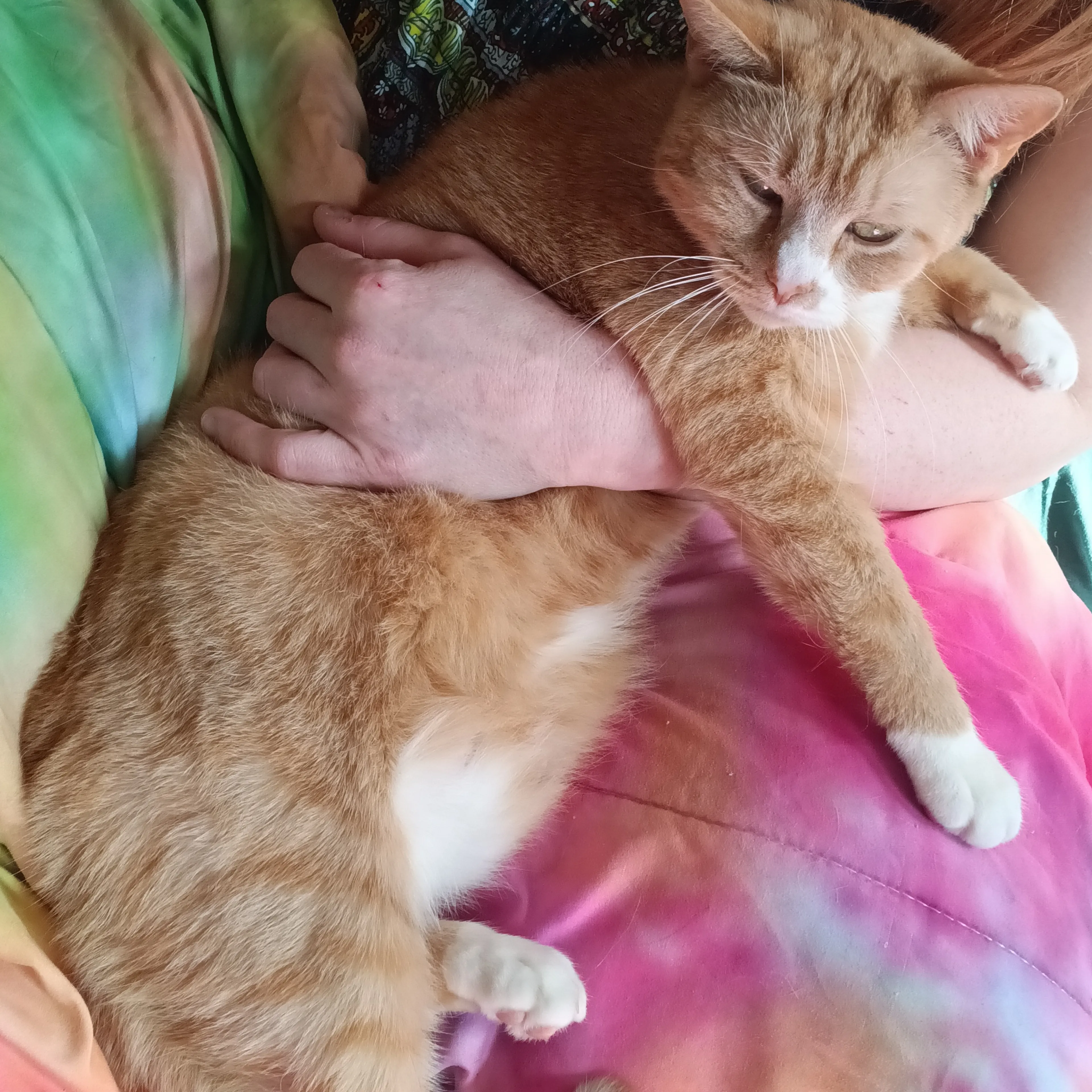 Lost pet-1