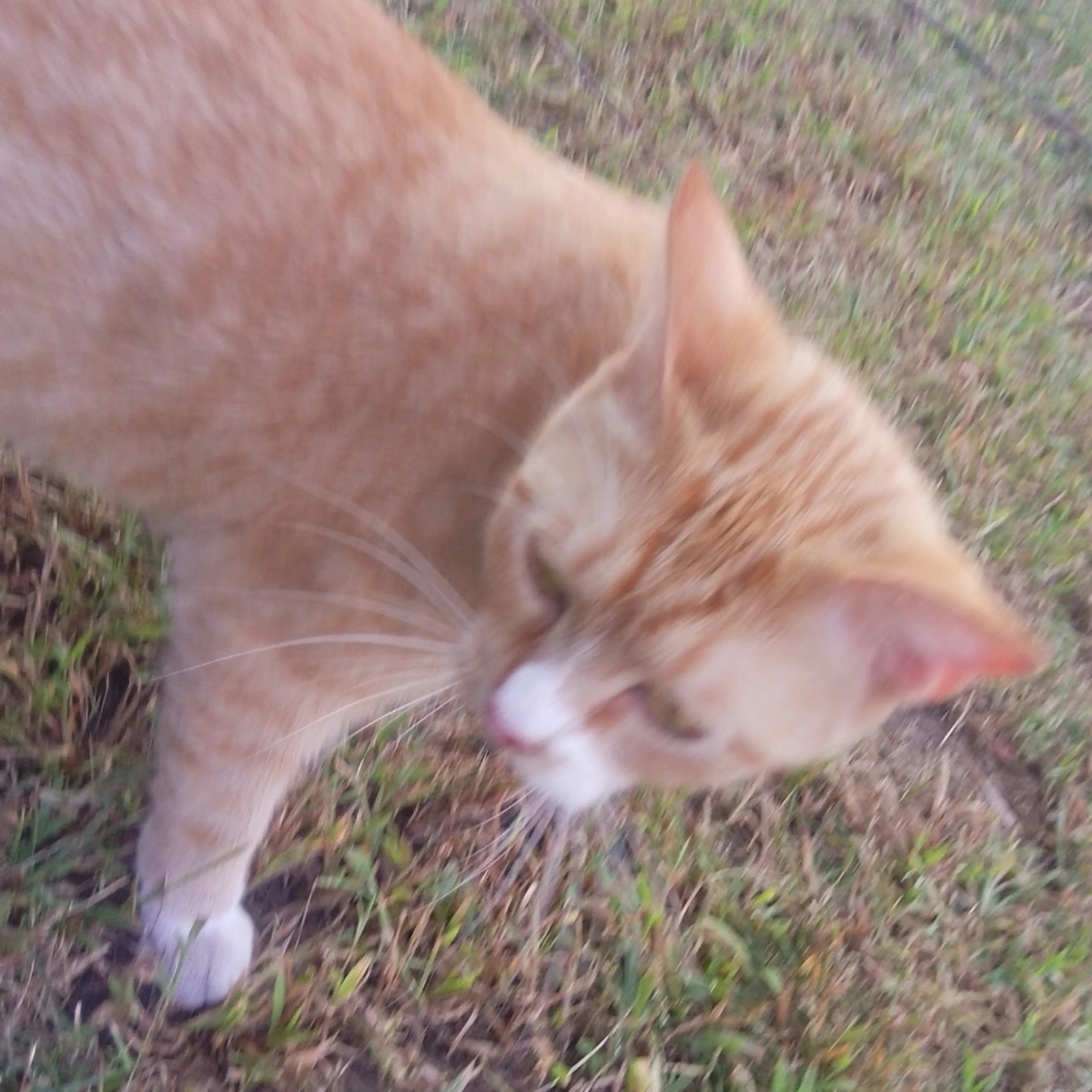 Lost pet-3