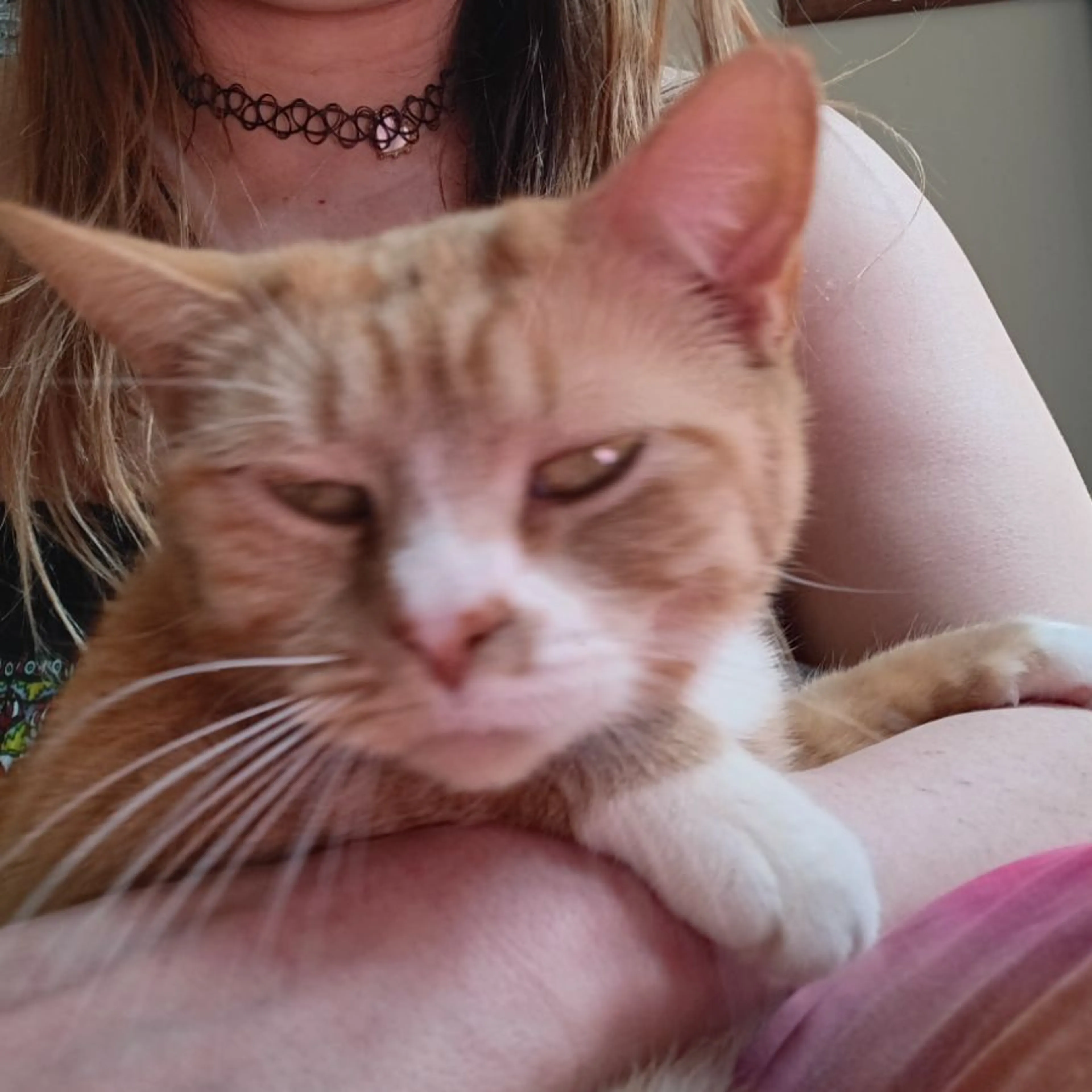 Lost pet-0