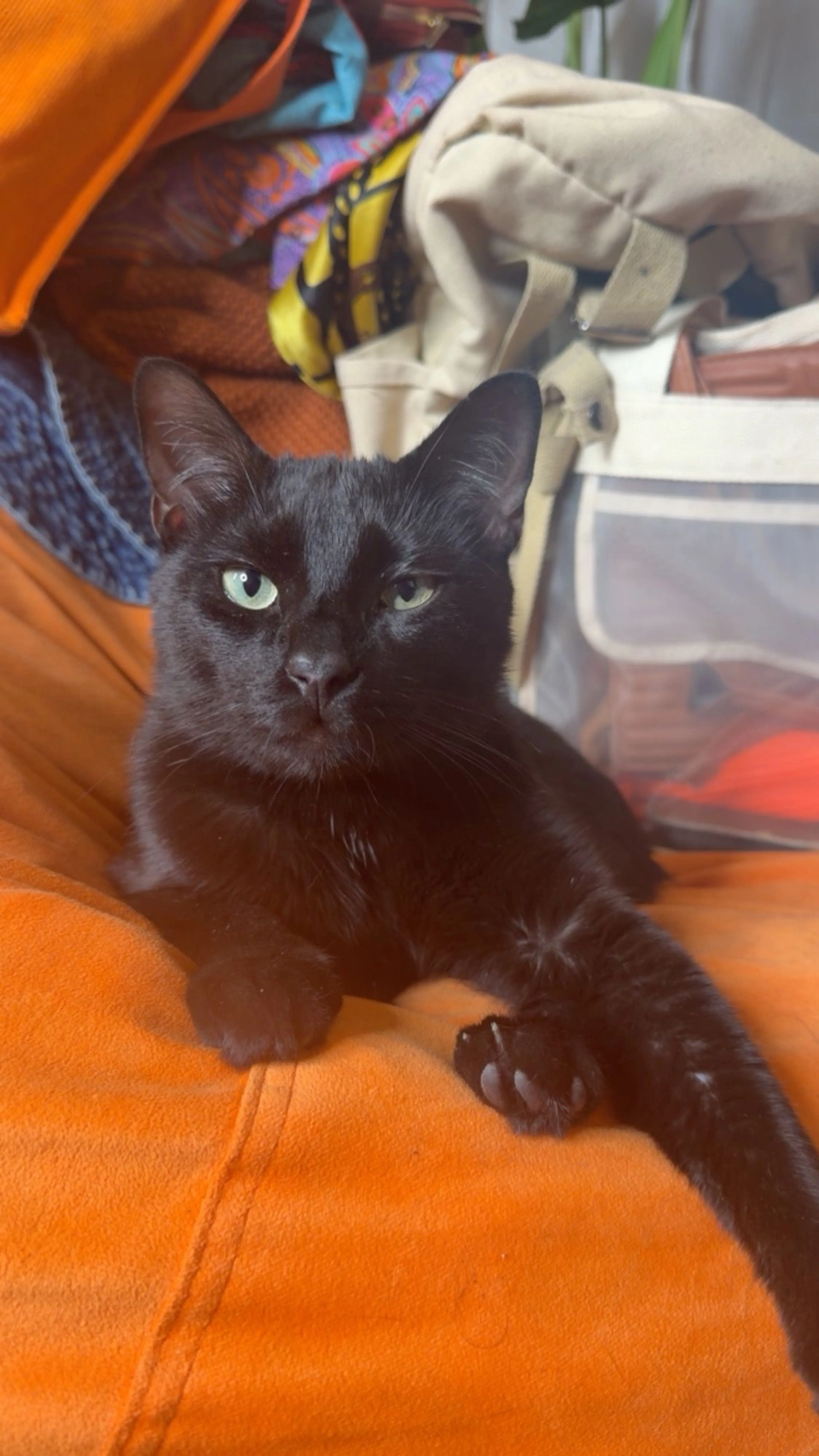 Lost pet