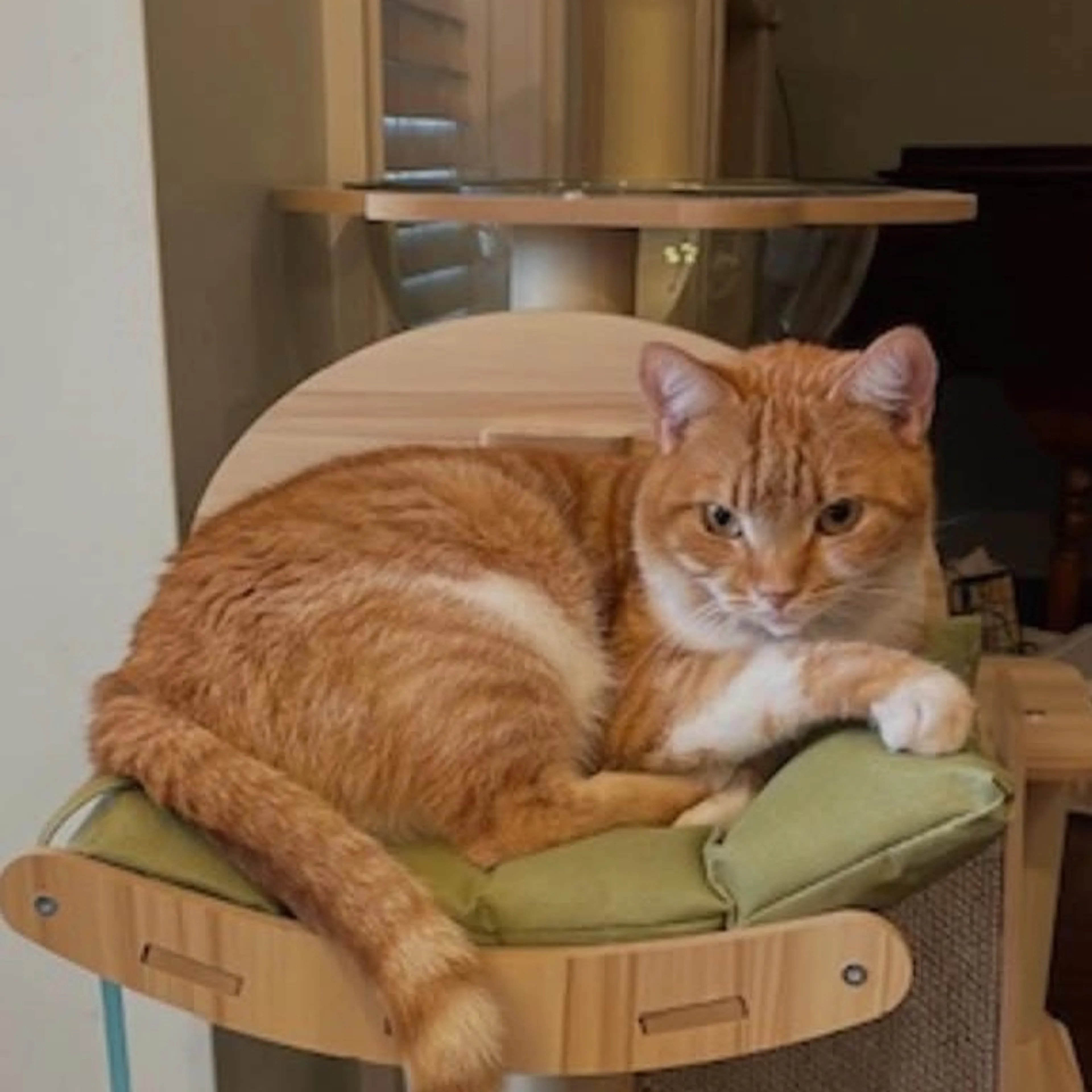 Lost pet