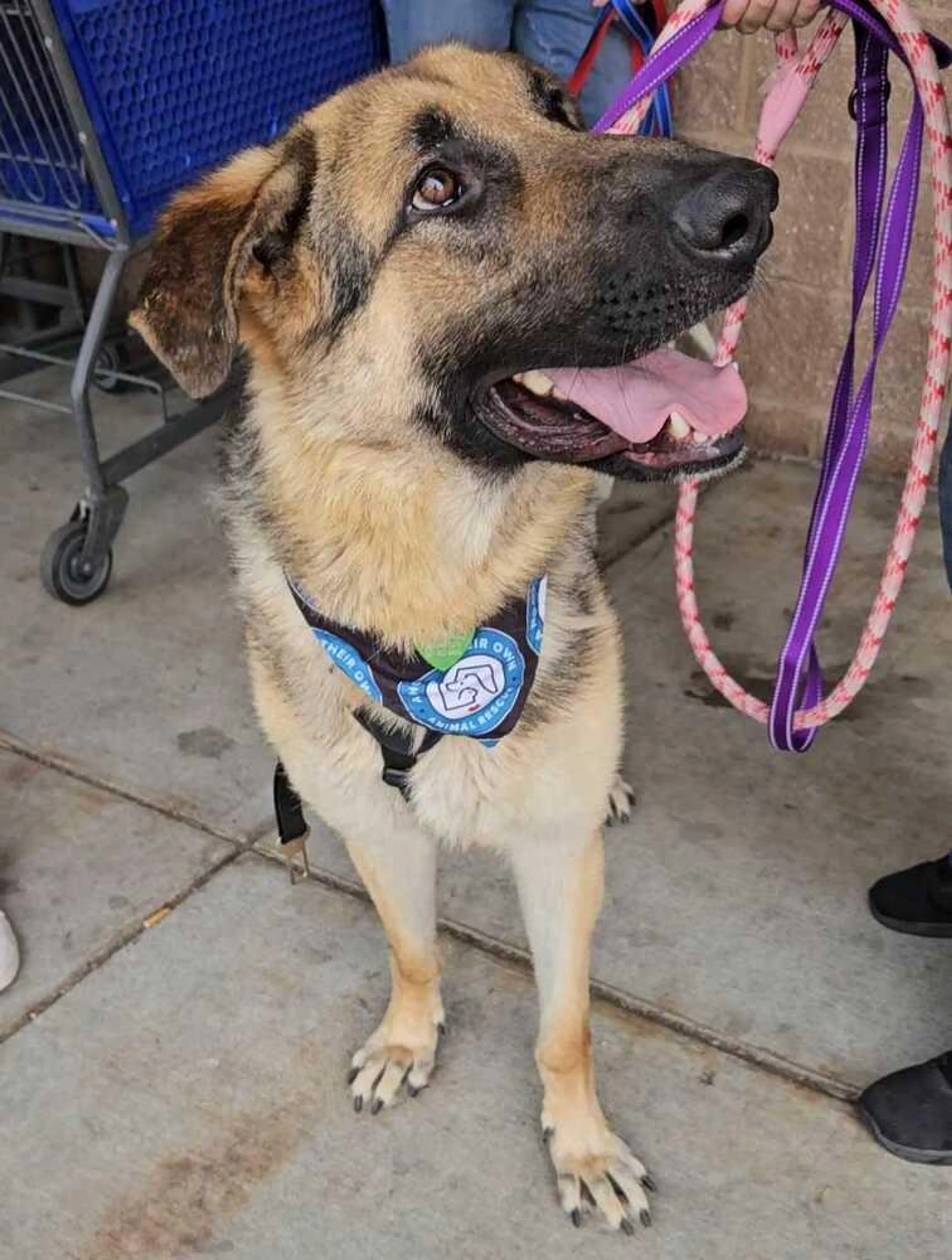 Found pet-4