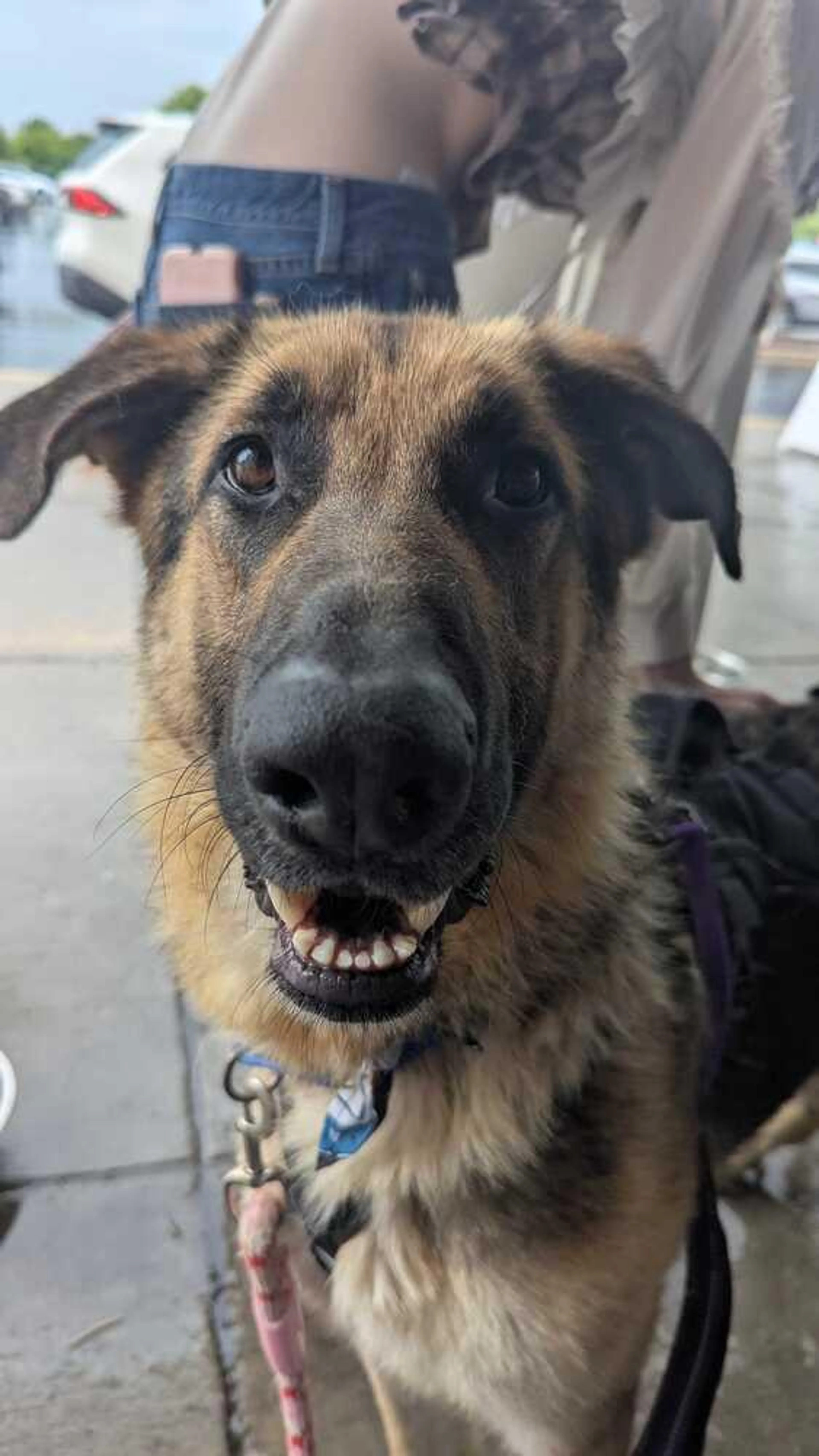 Found pet-3