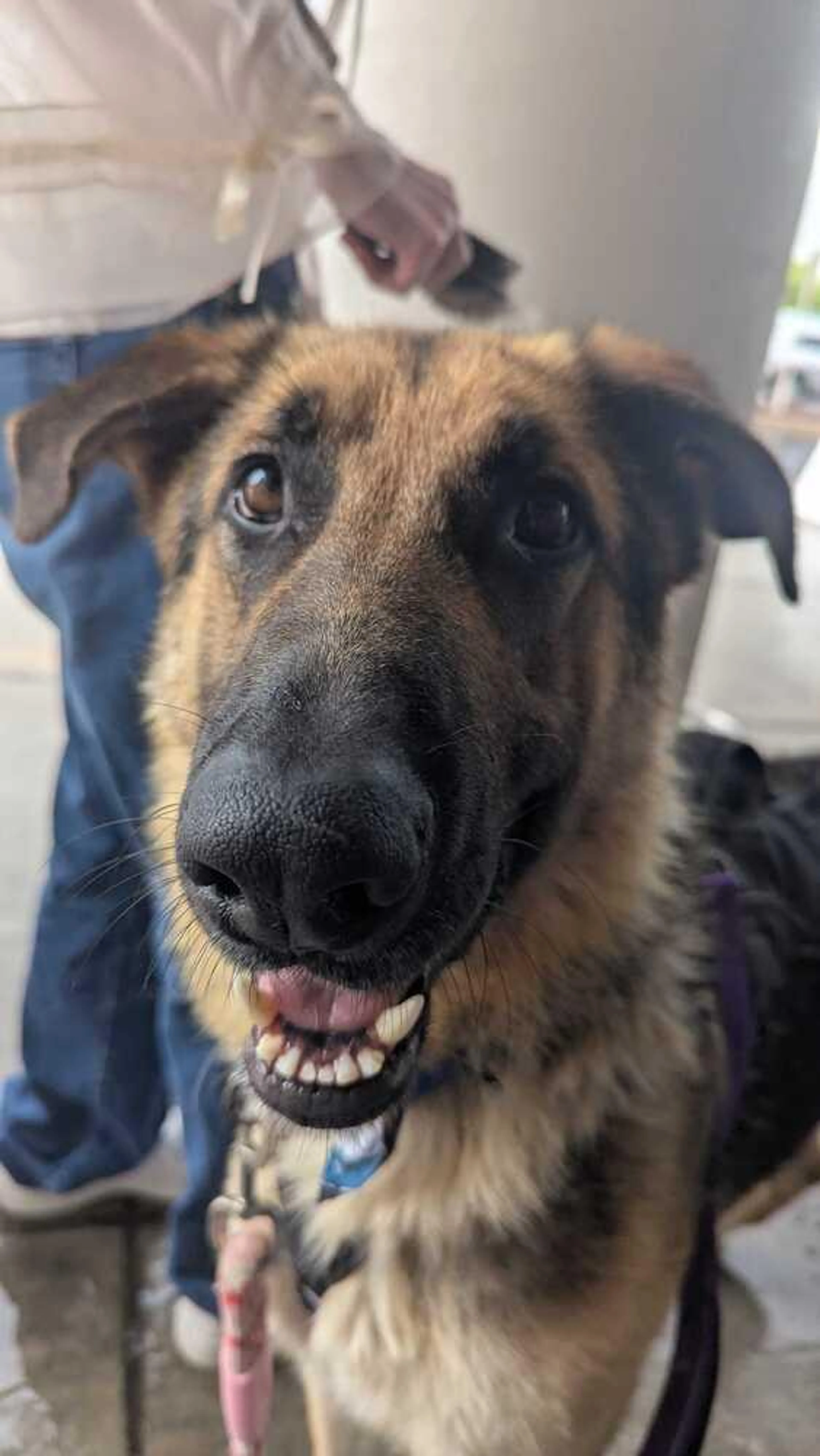 Found pet-0