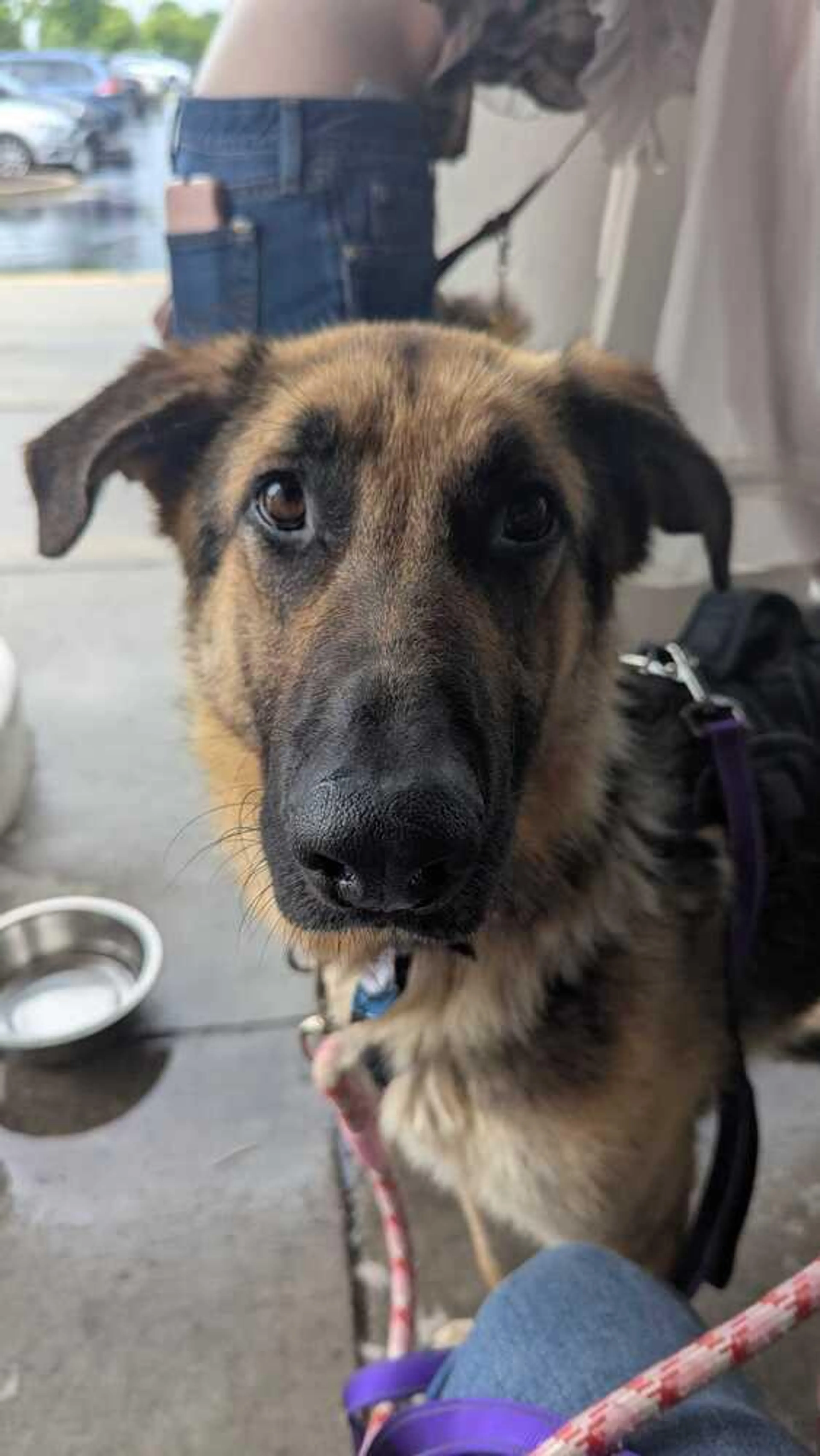 Found pet-2