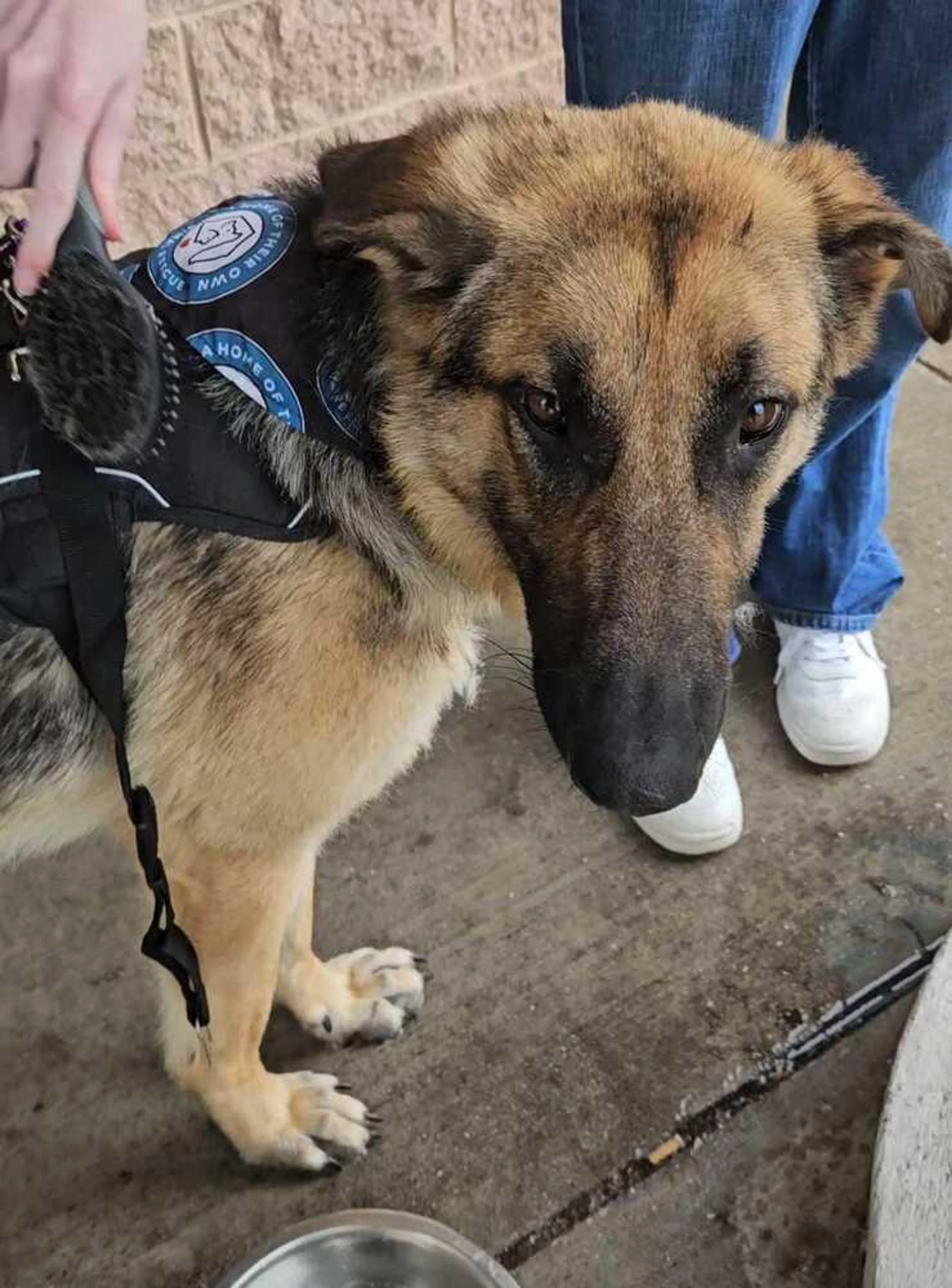 Found pet-1