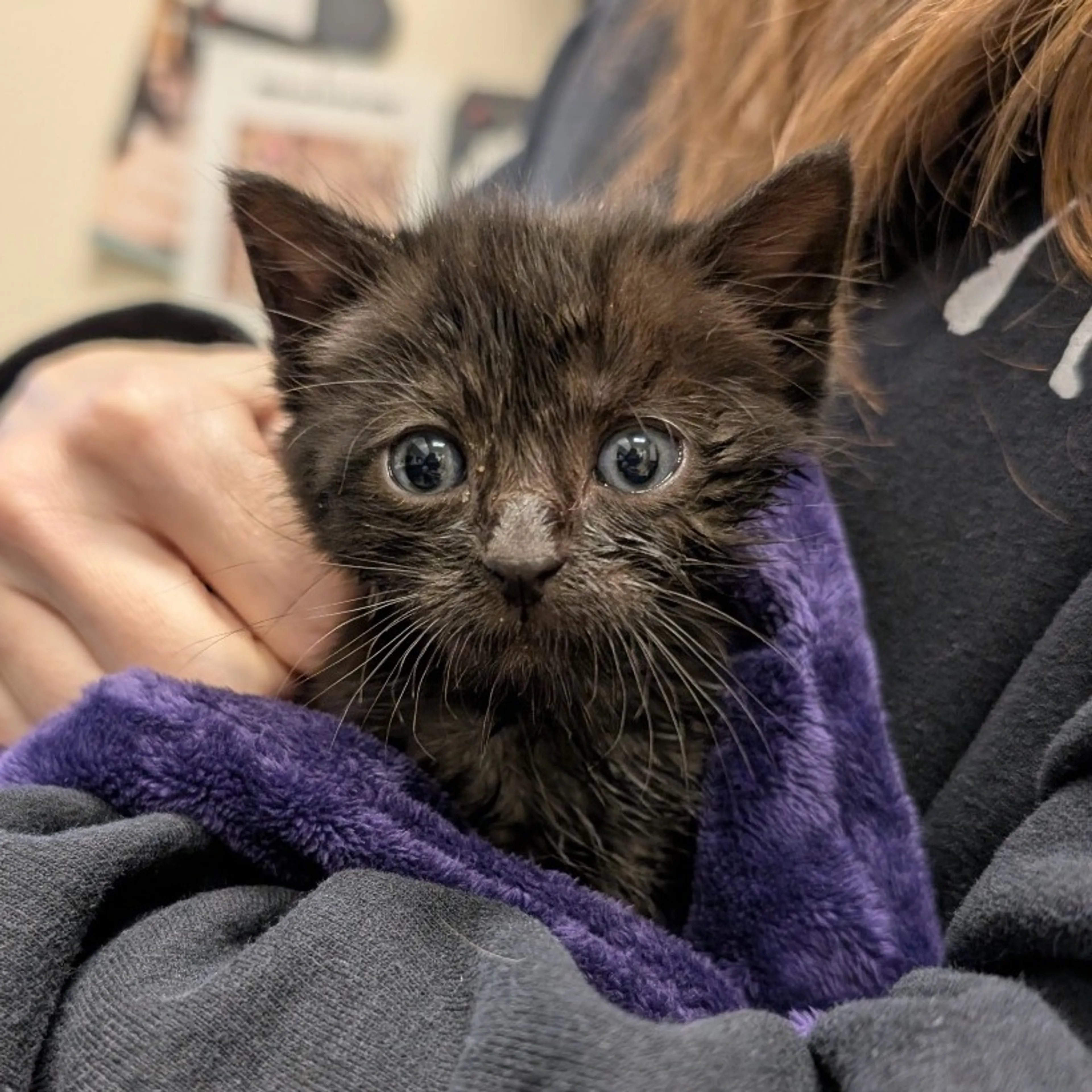 Found pet-1