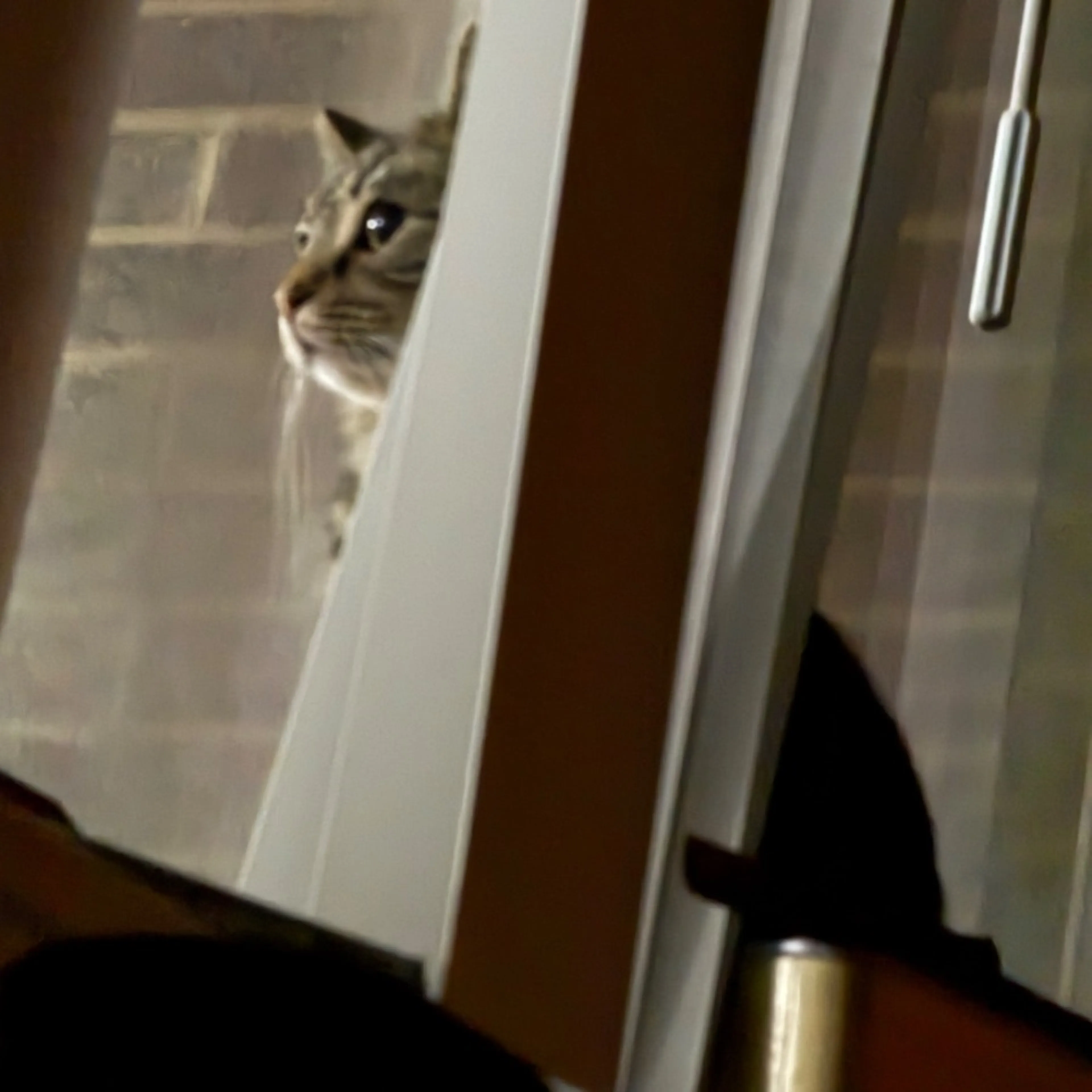 Lost pet-0