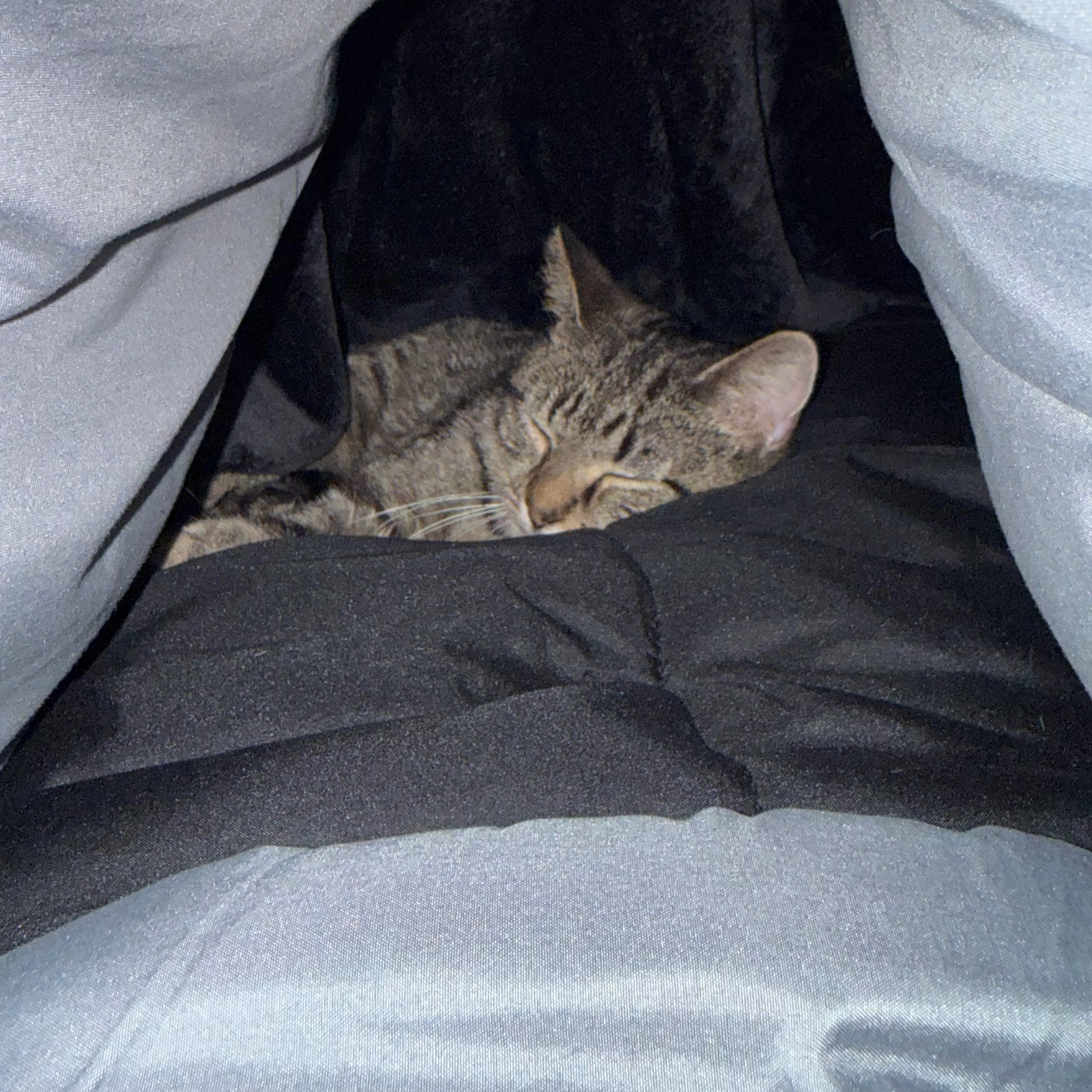 Lost pet-2