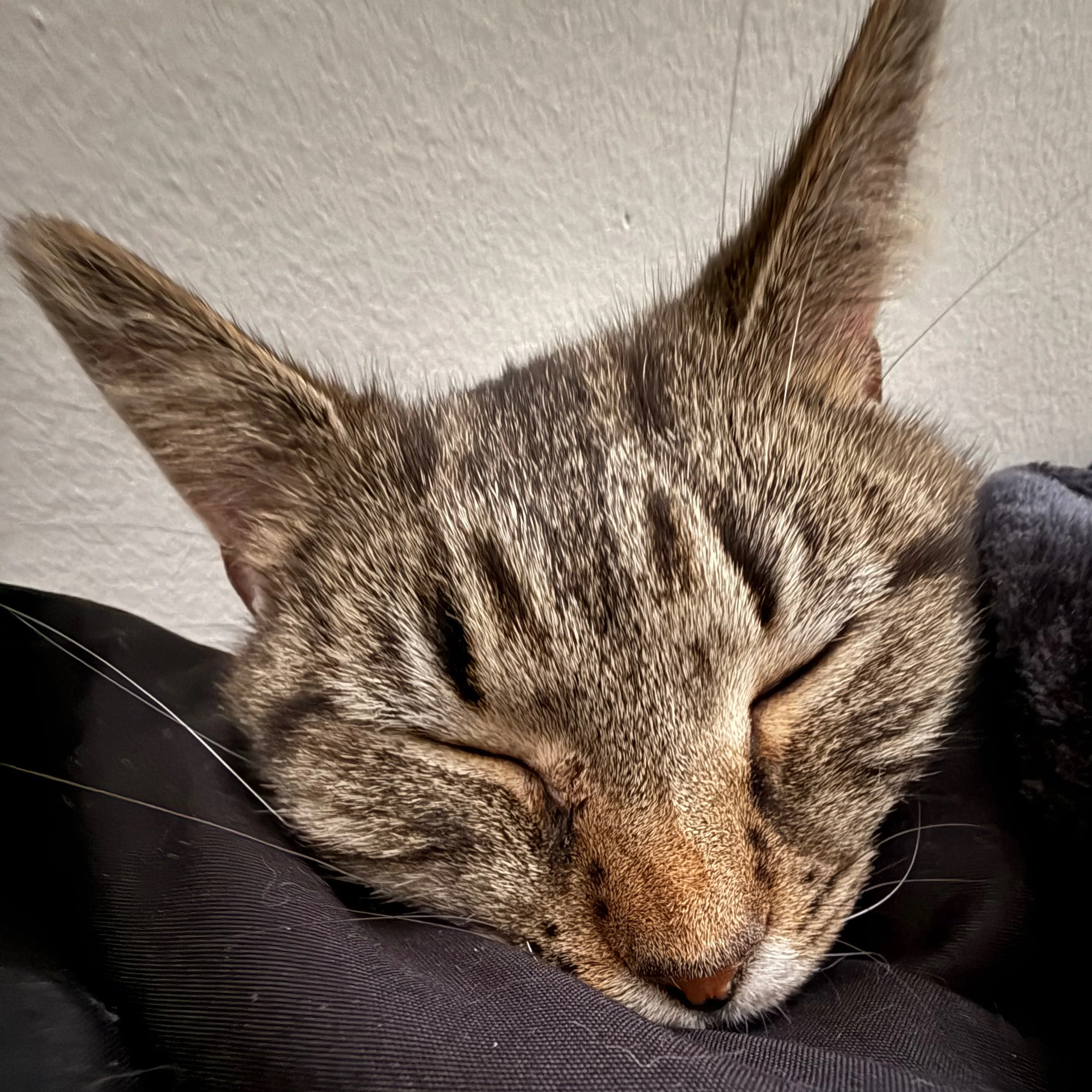 Lost pet-3