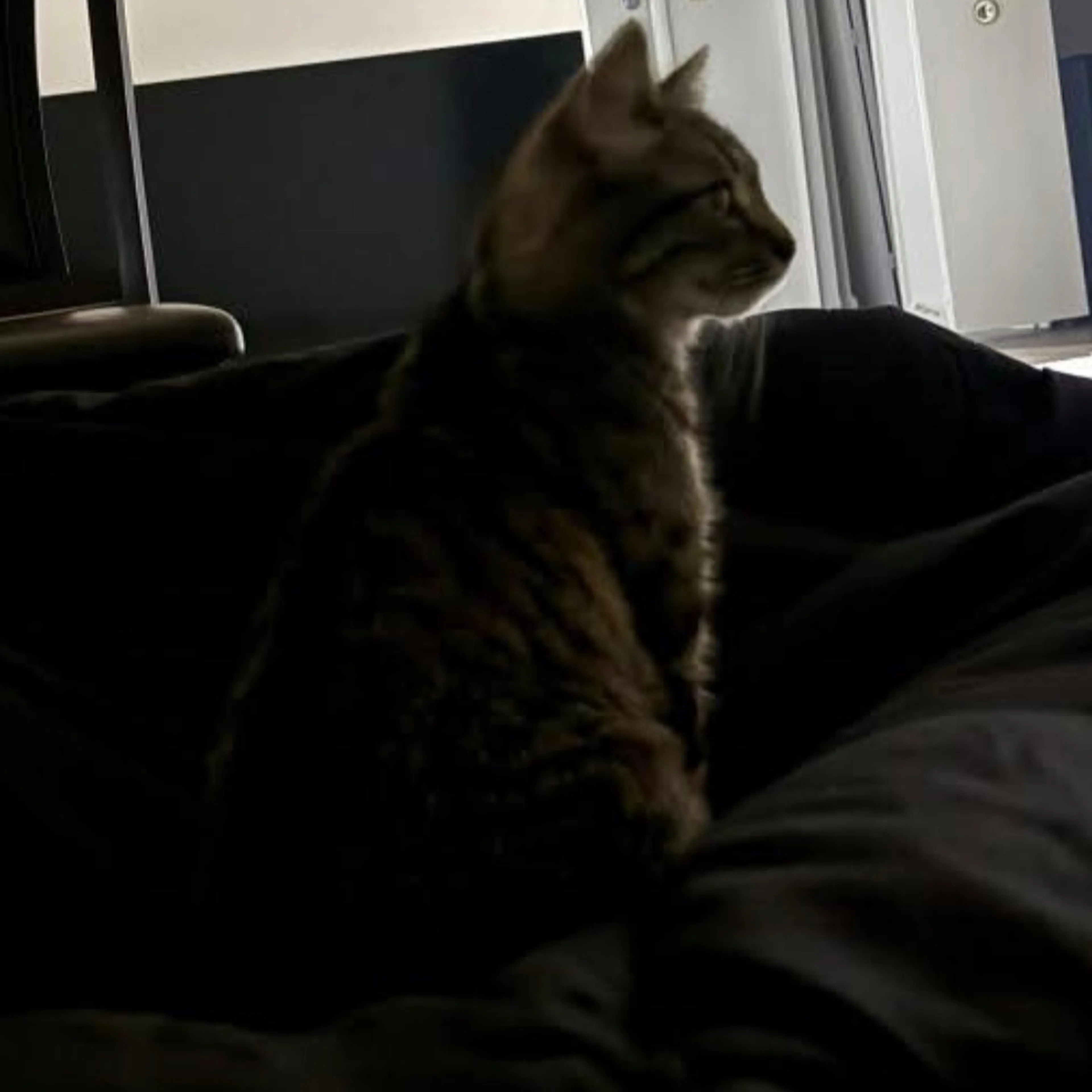 Lost pet-1