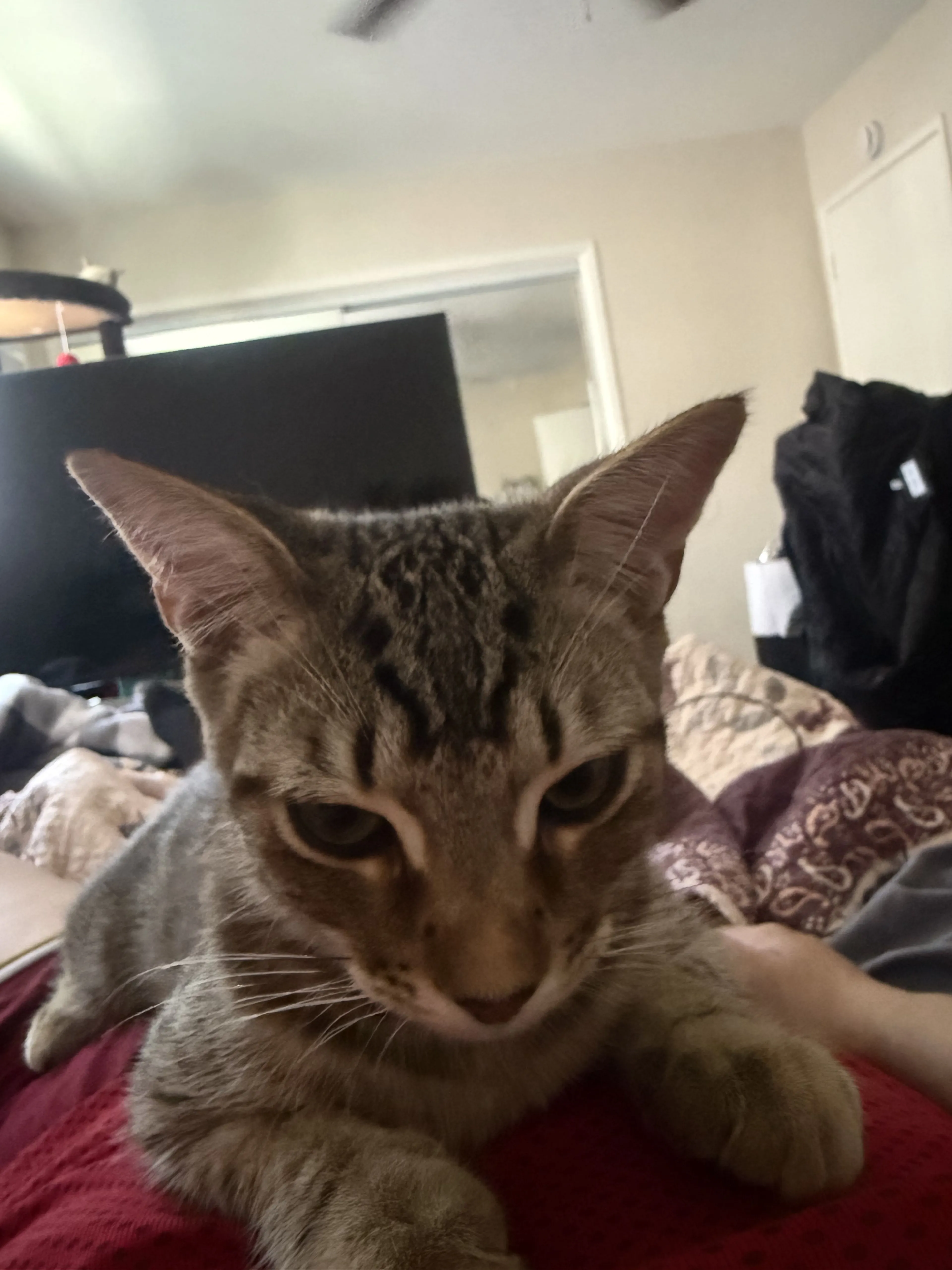 Lost pet-0
