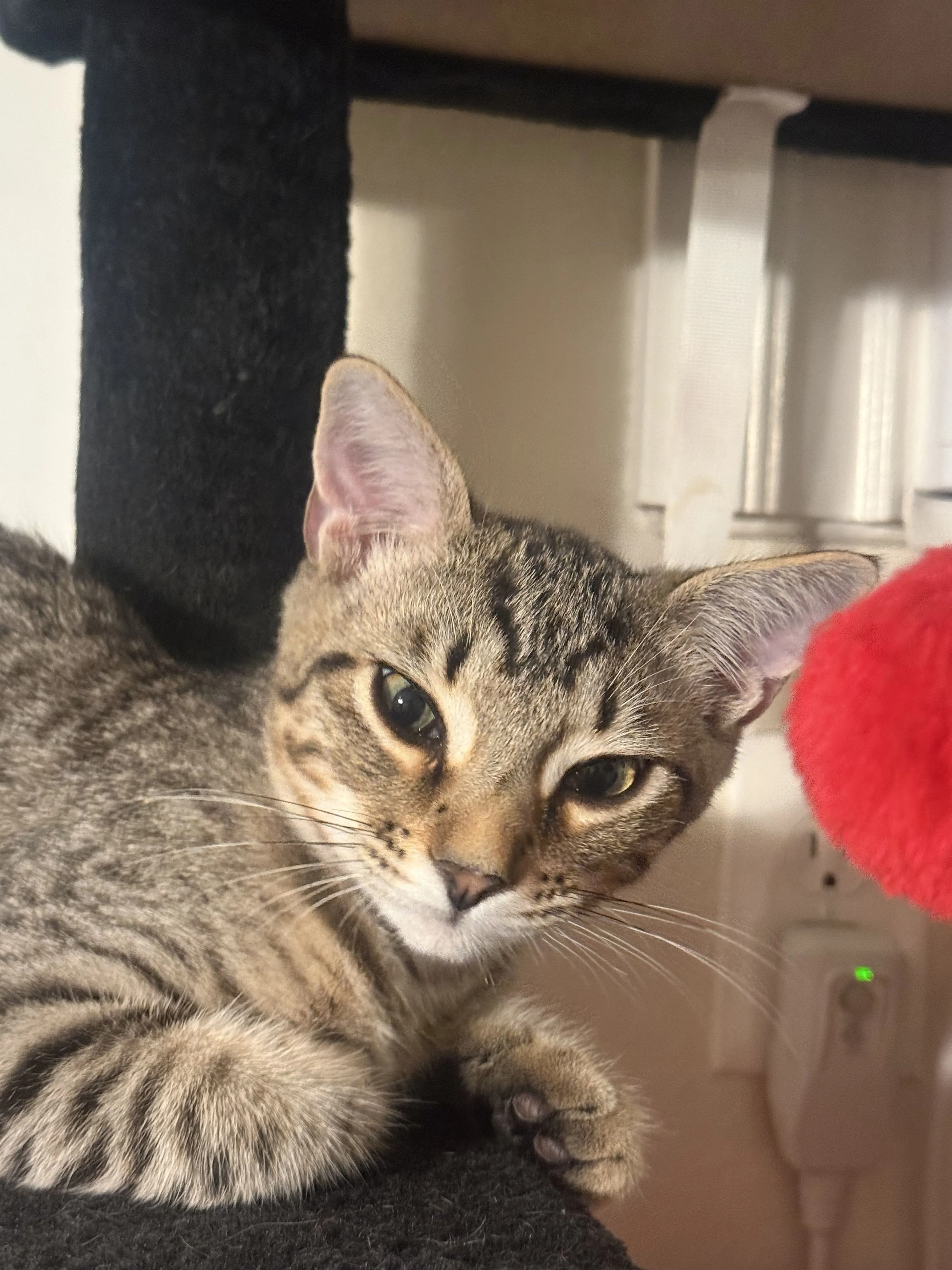 Lost pet-2
