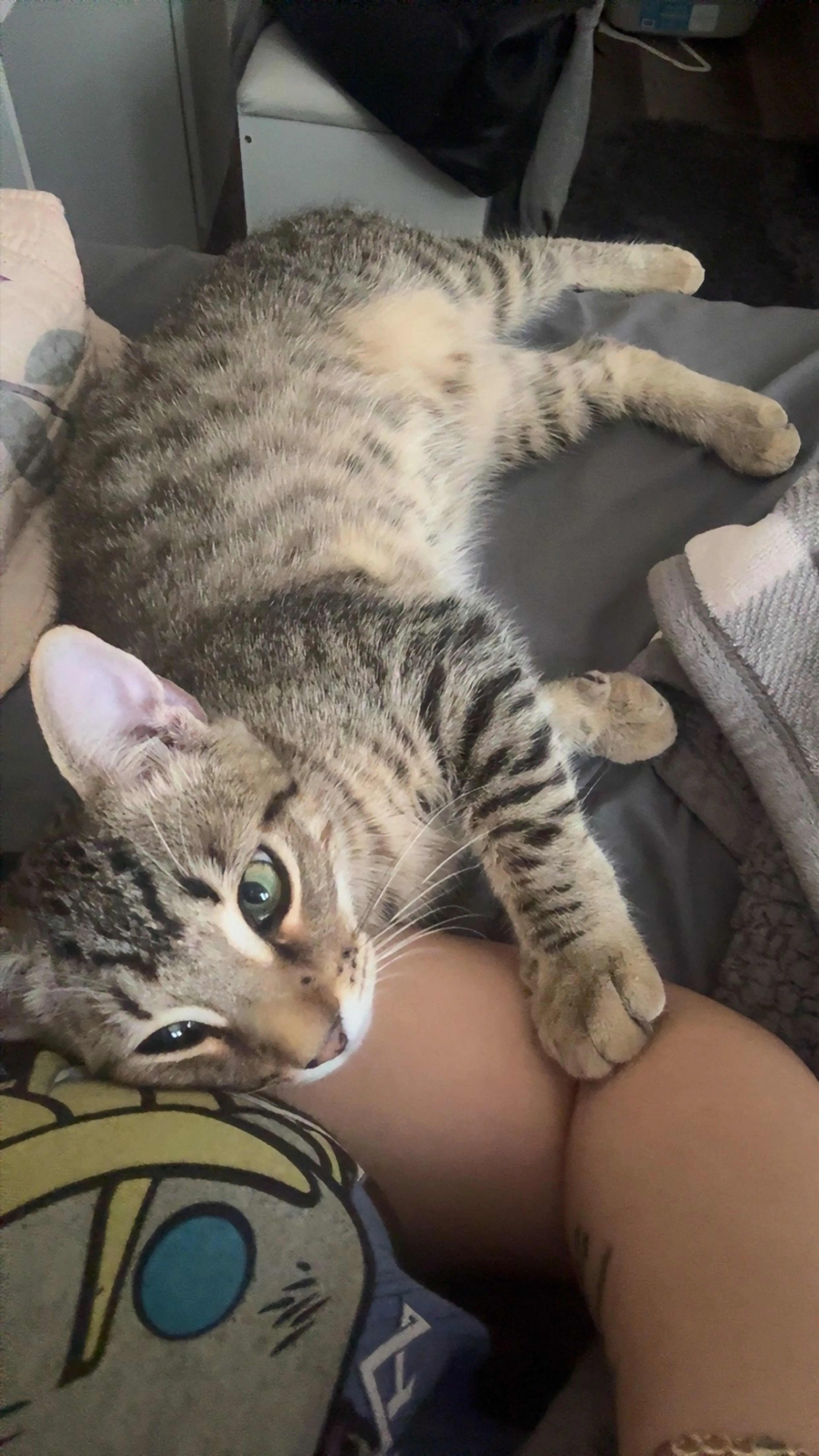 Lost pet-1