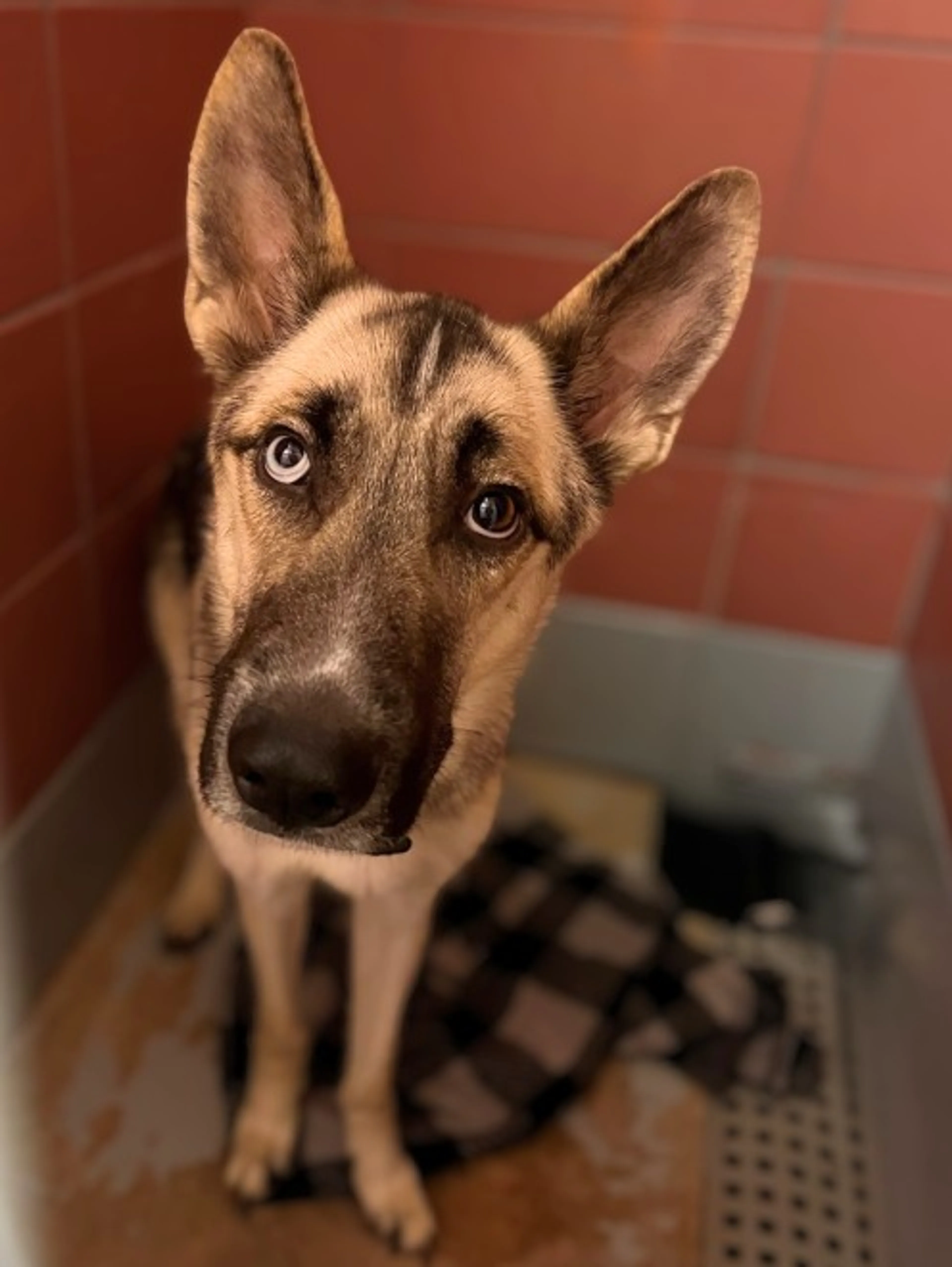 Found pet