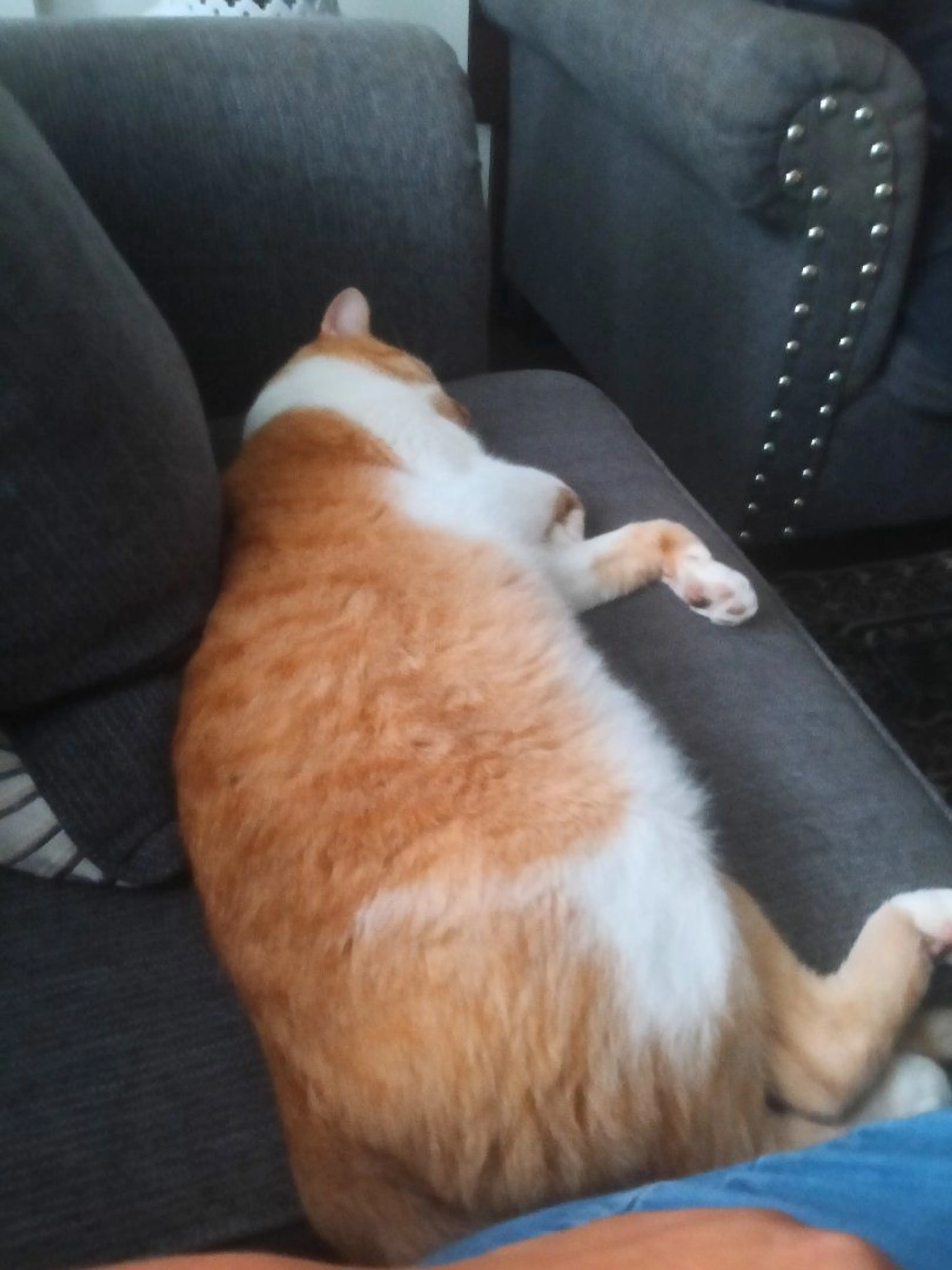 Lost pet-0