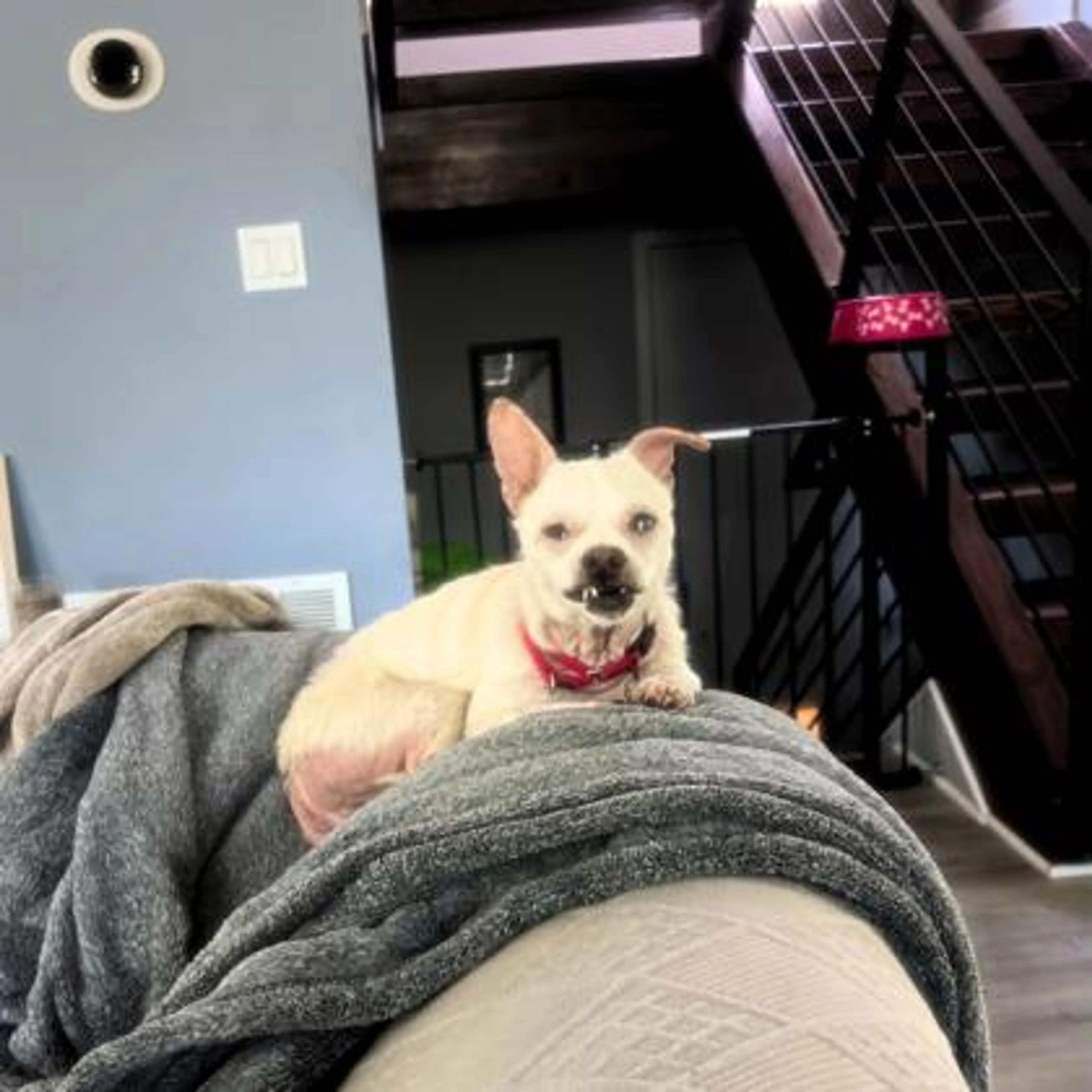 Found pet-2