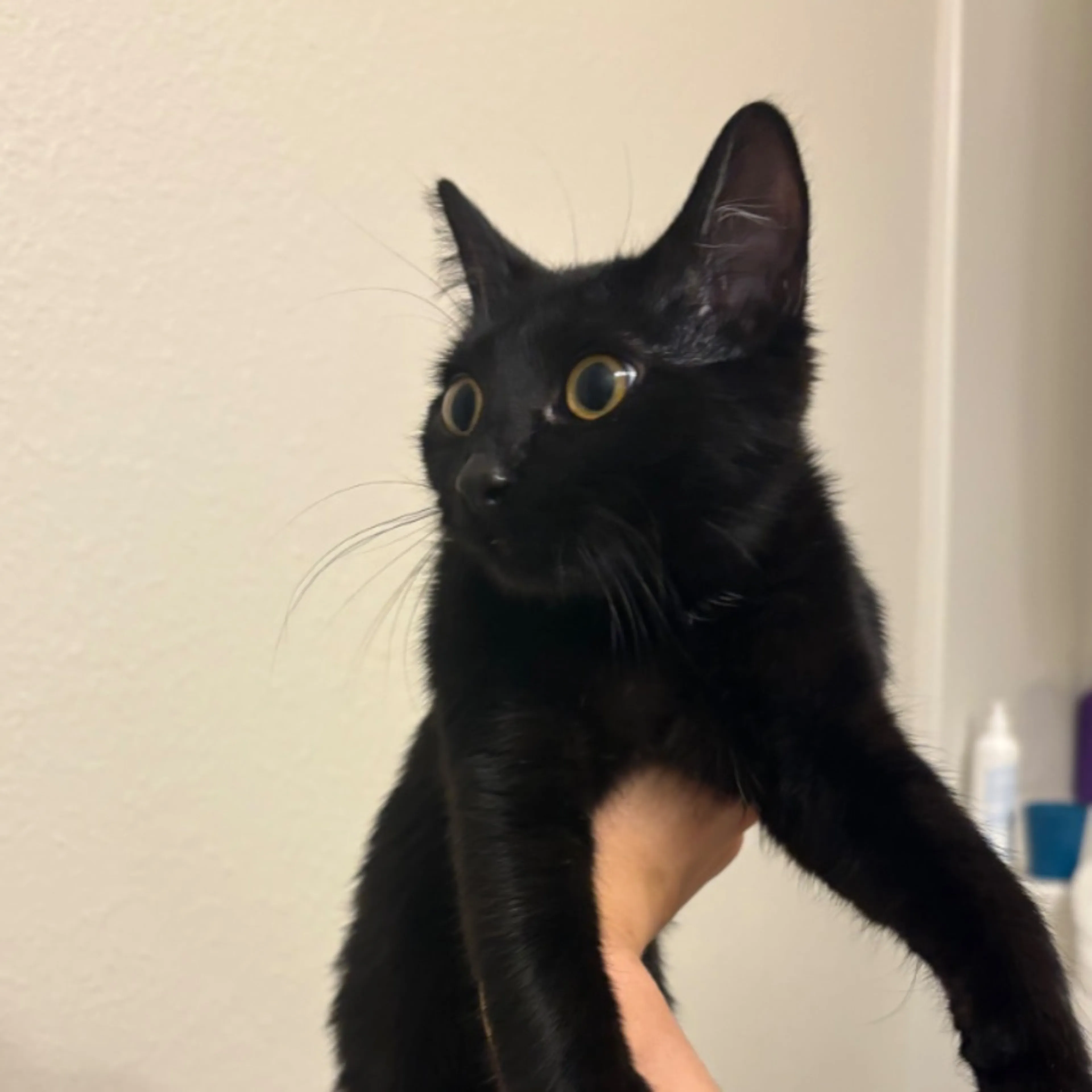 Found pet