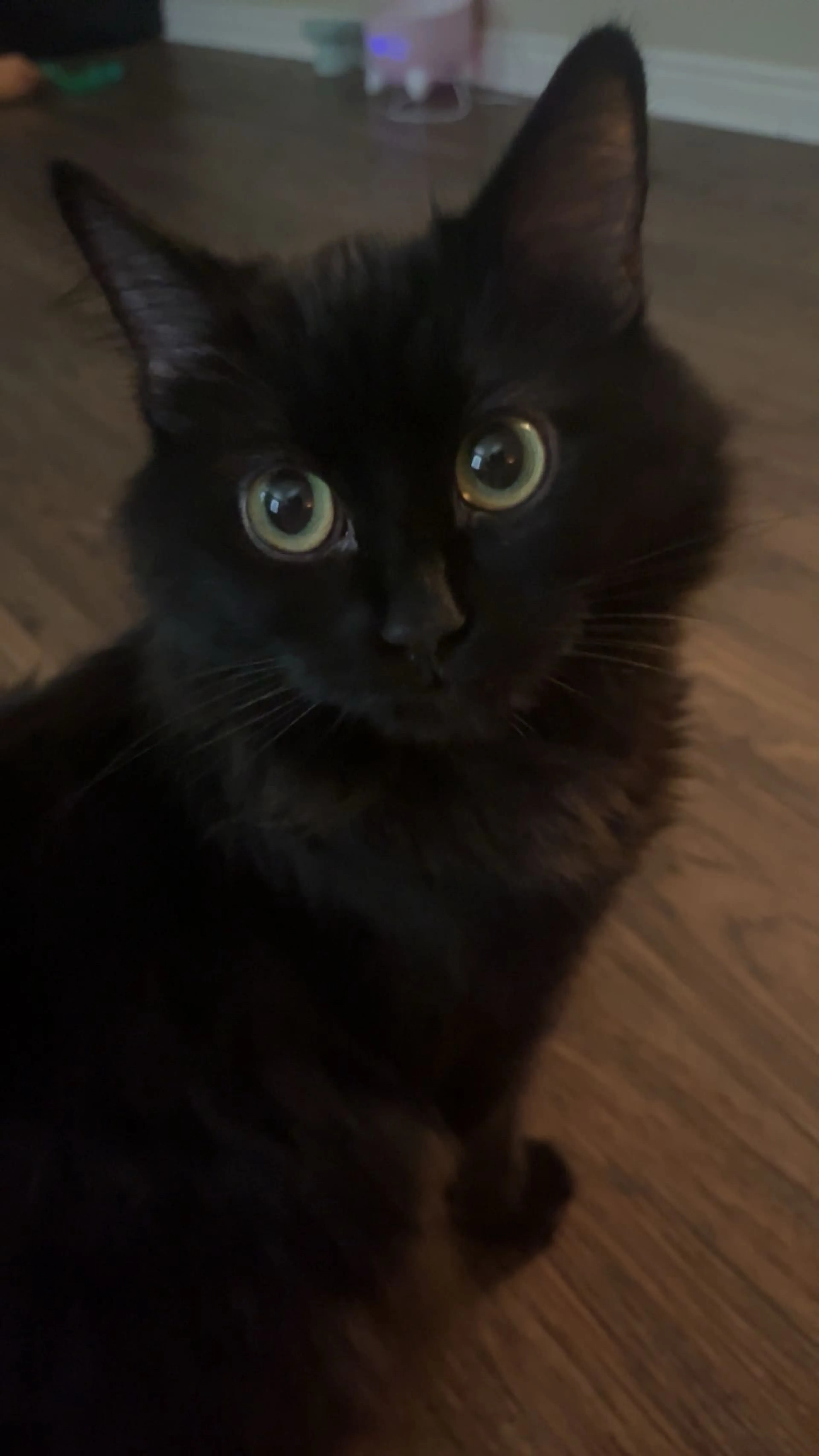 Lost pet