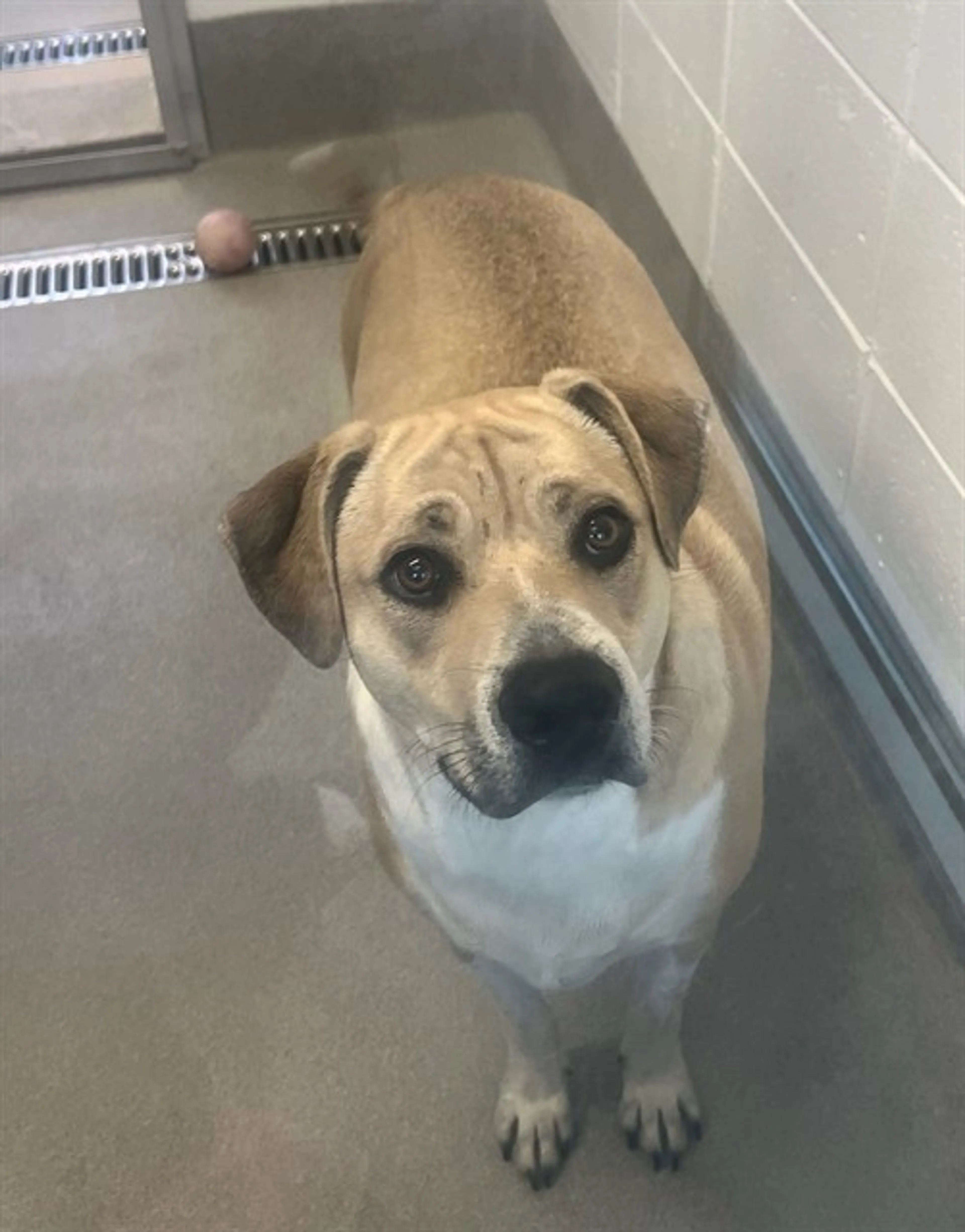 Found pet