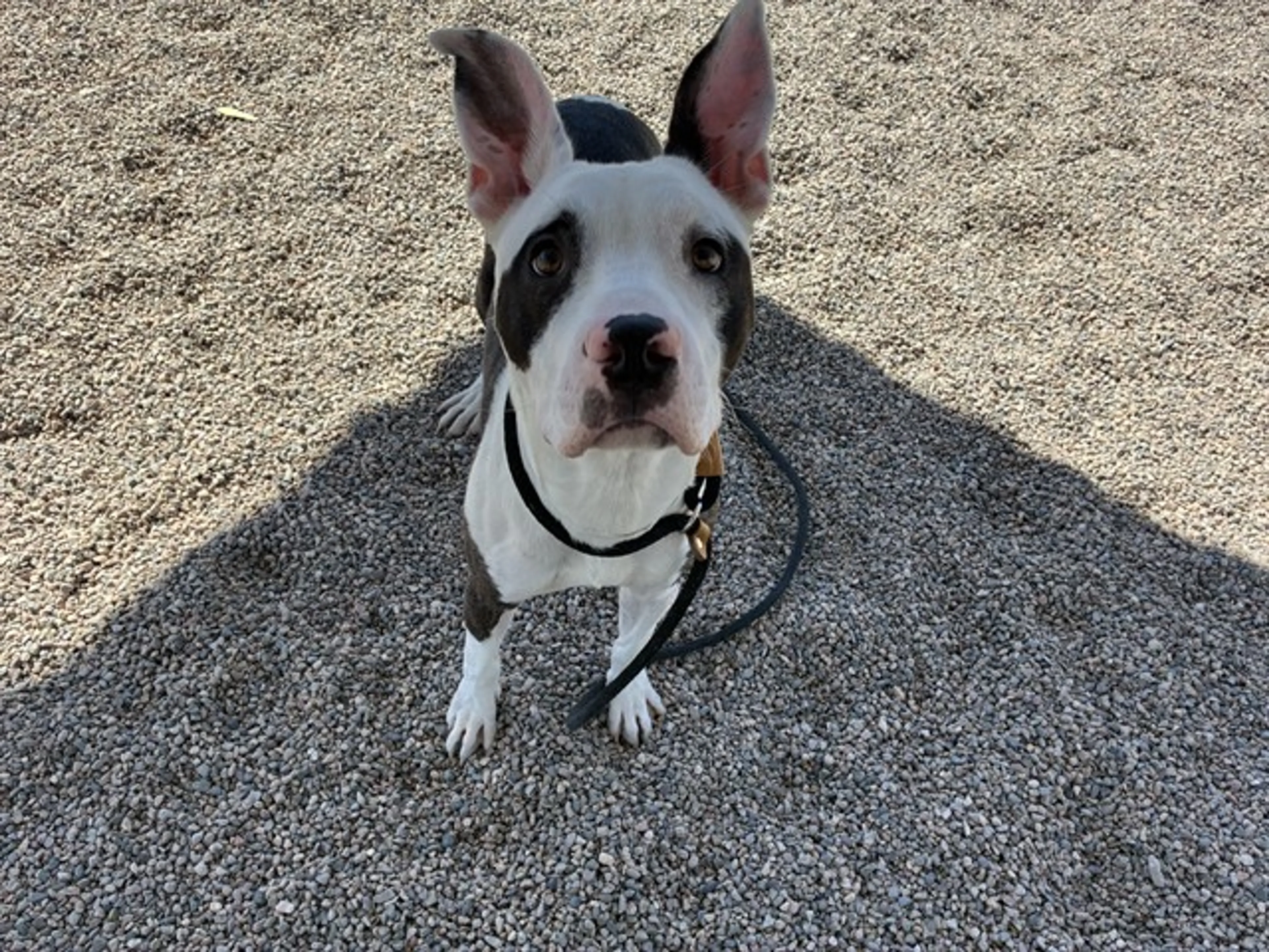 Found pet