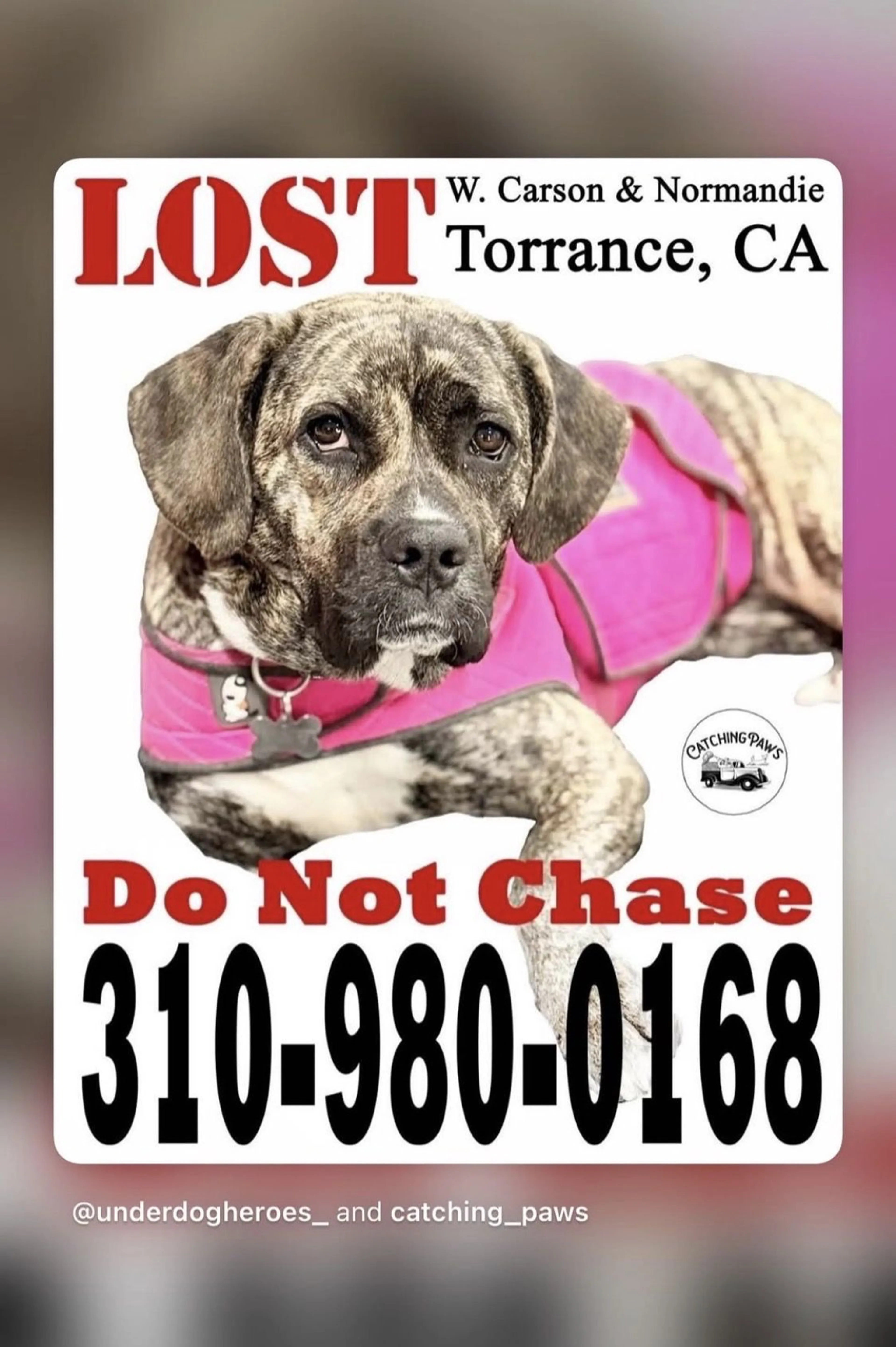 Lost pet