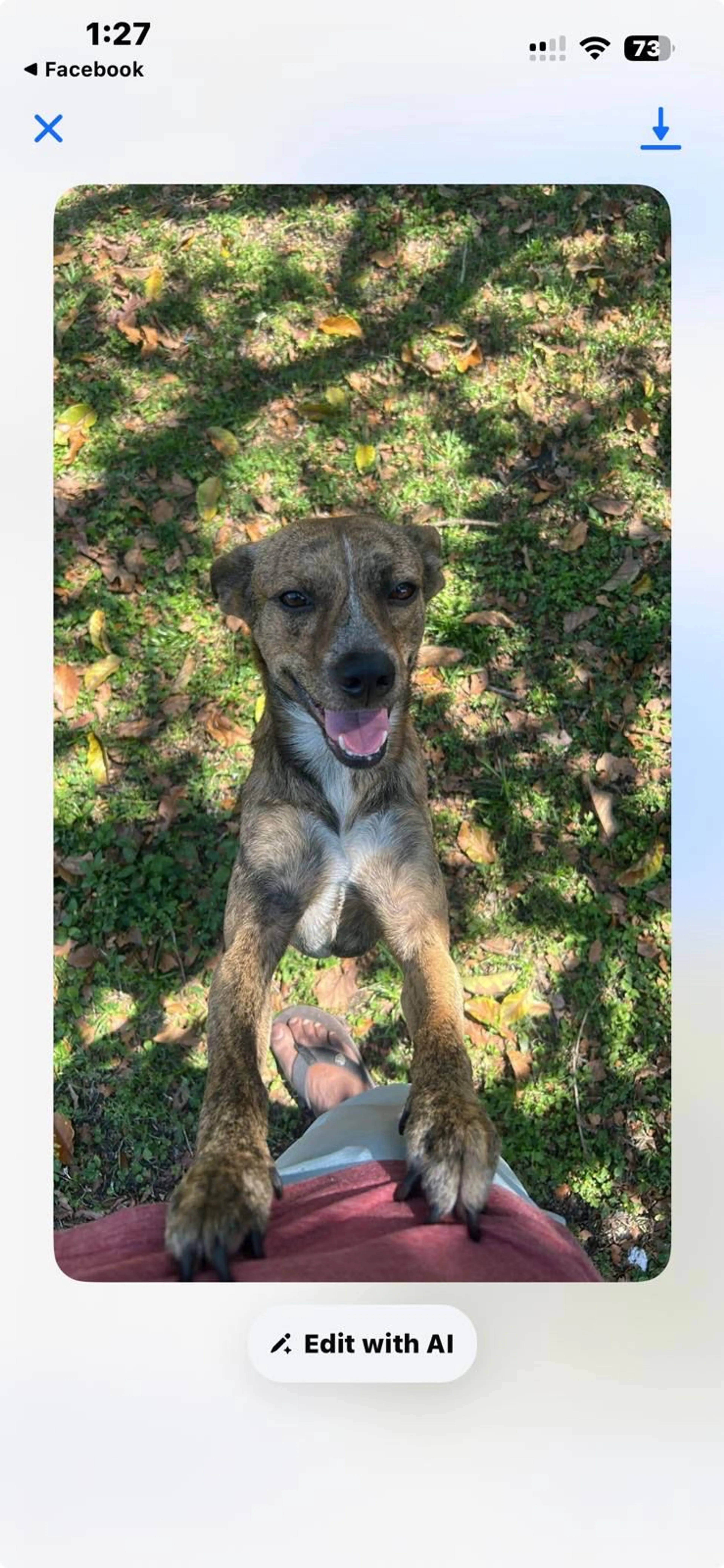 Lost pet