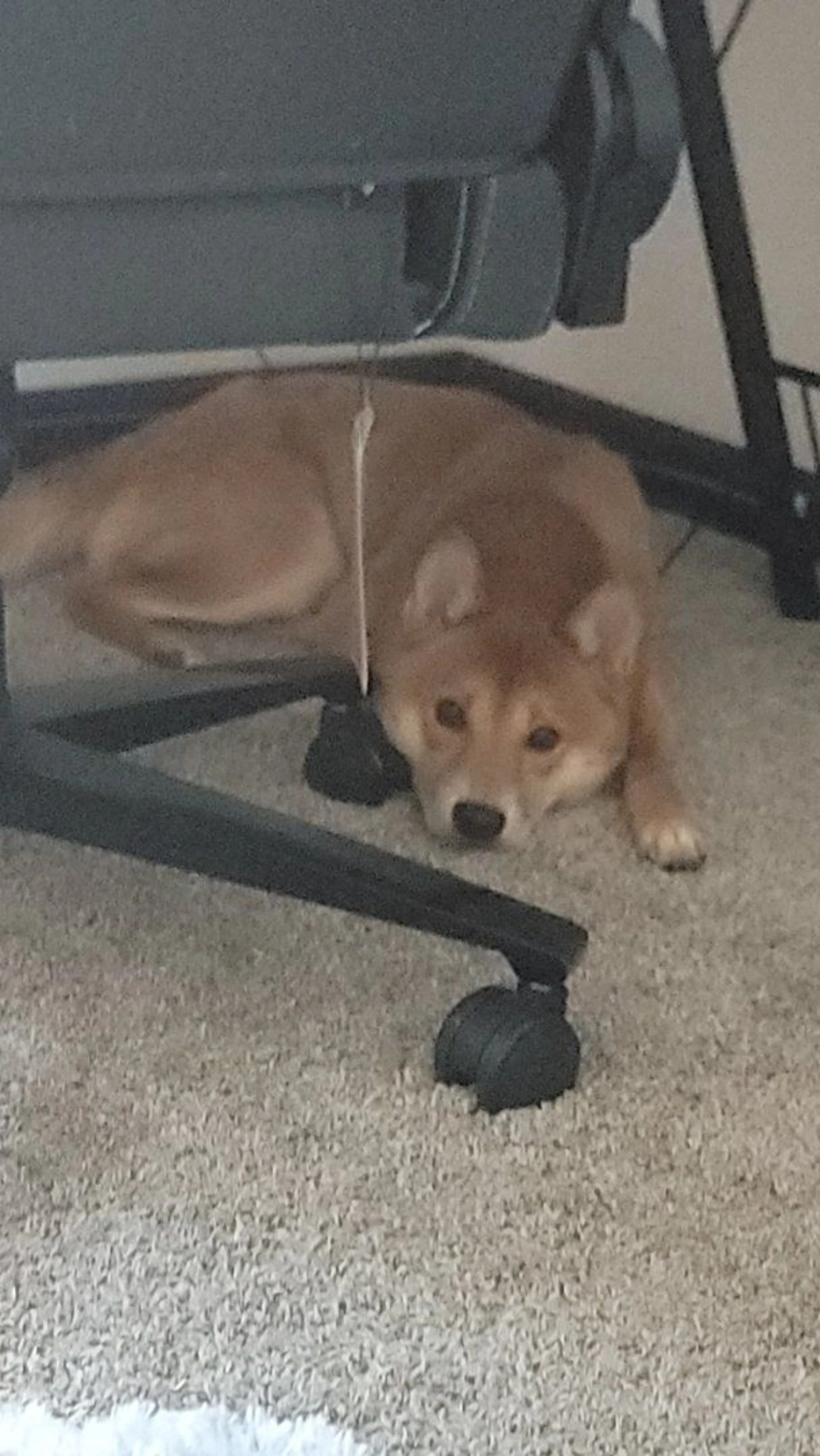 Lost pet