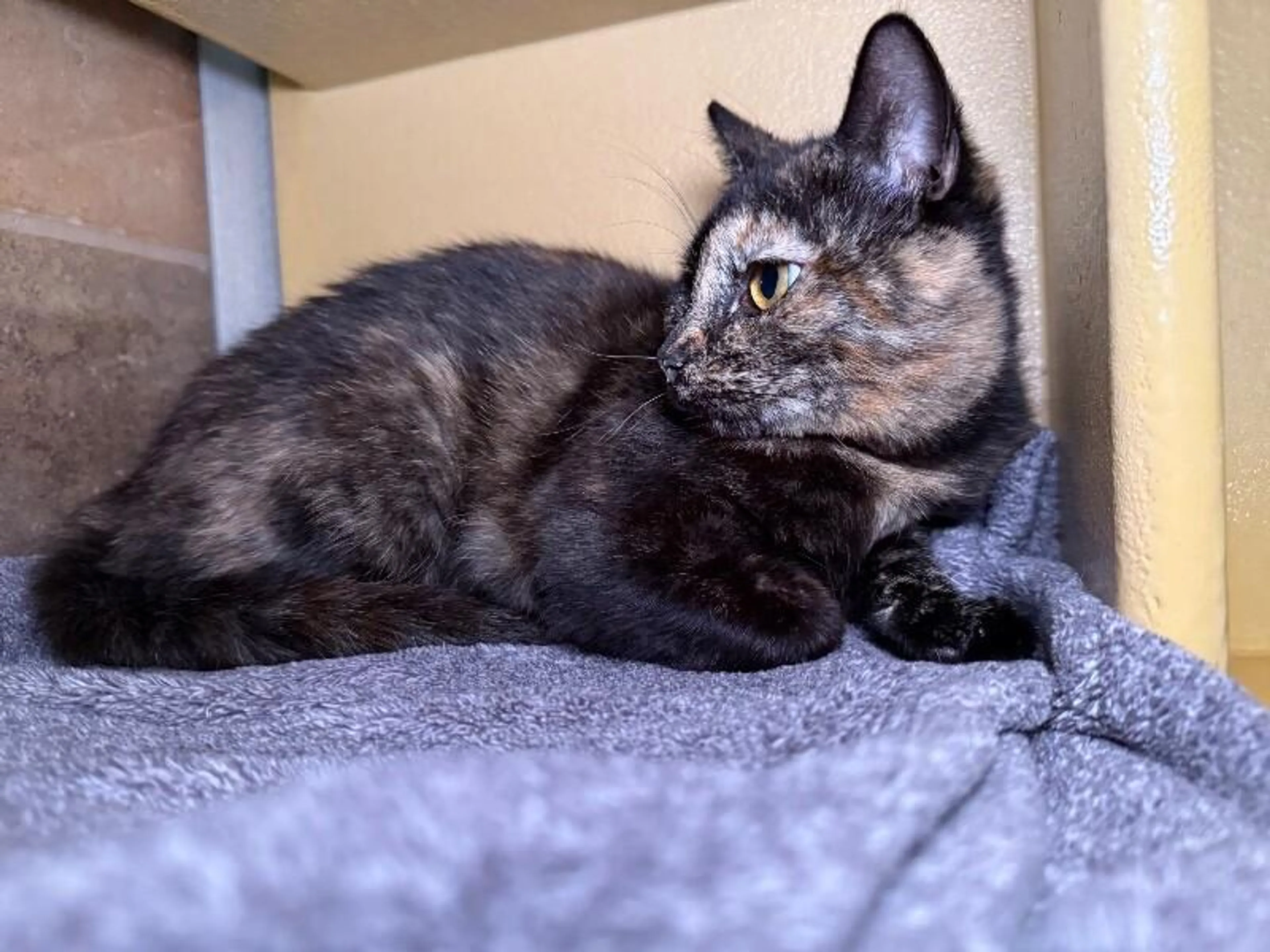 Found pet-2
