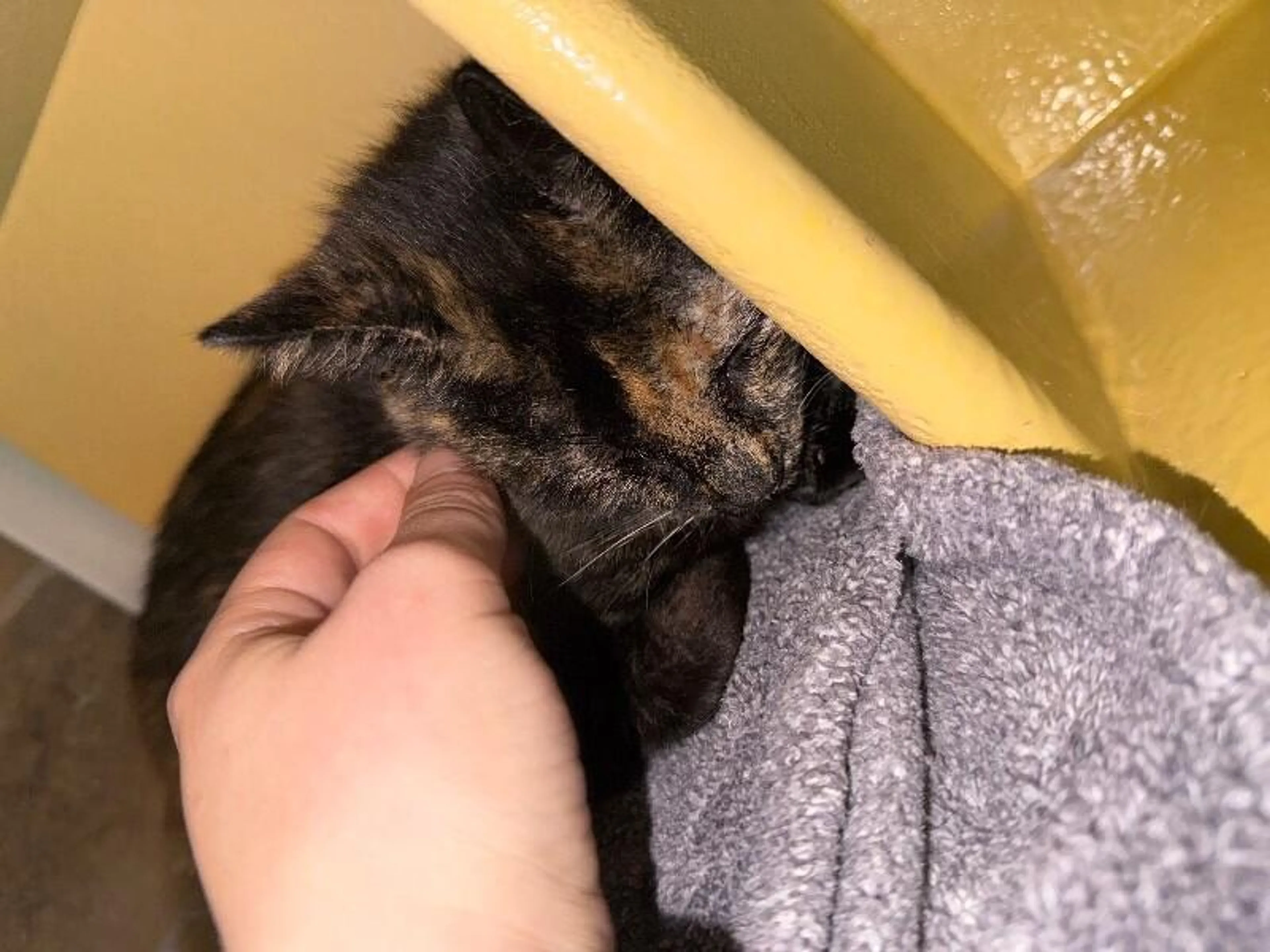 Found pet-5