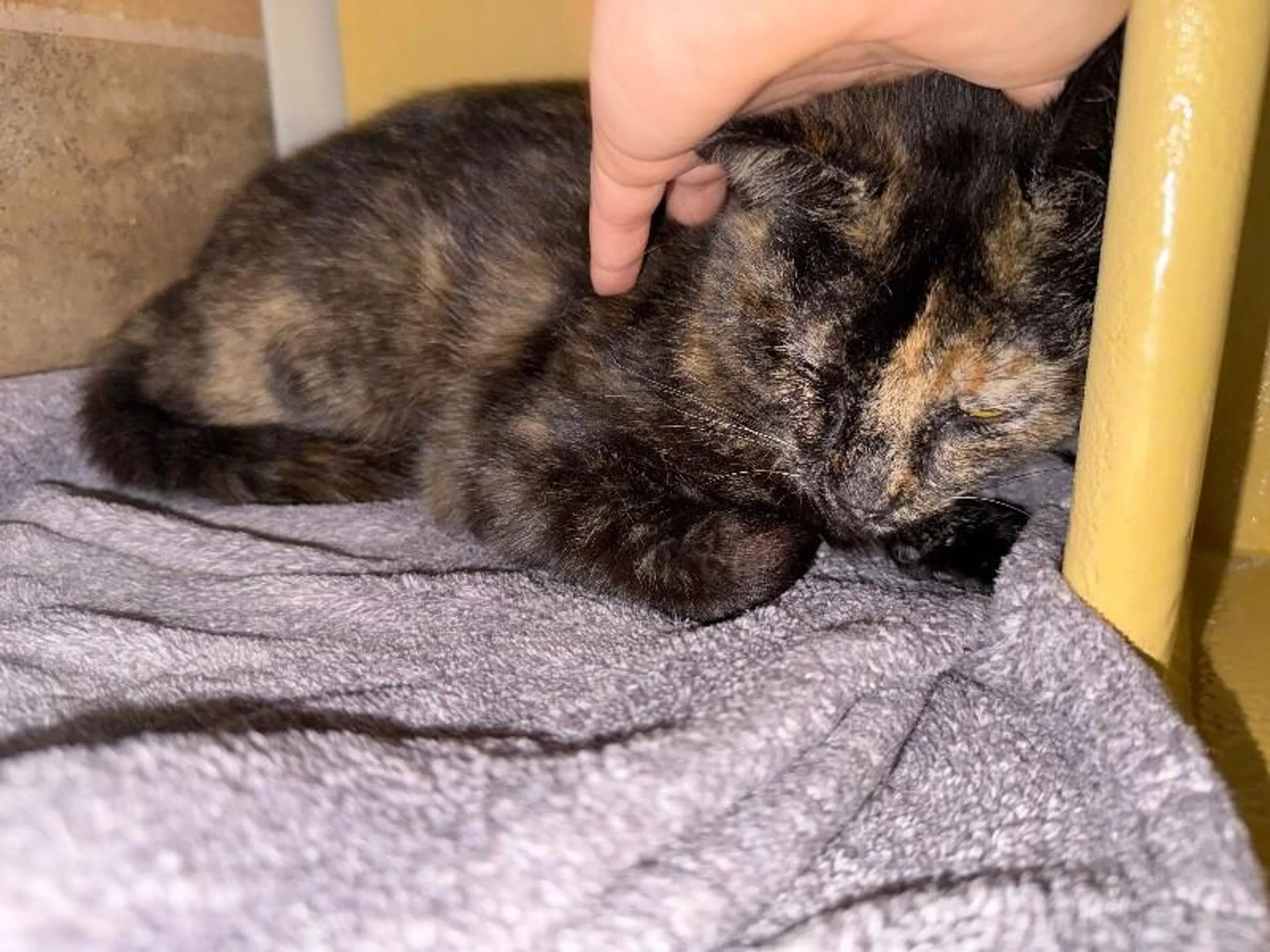Found pet-1