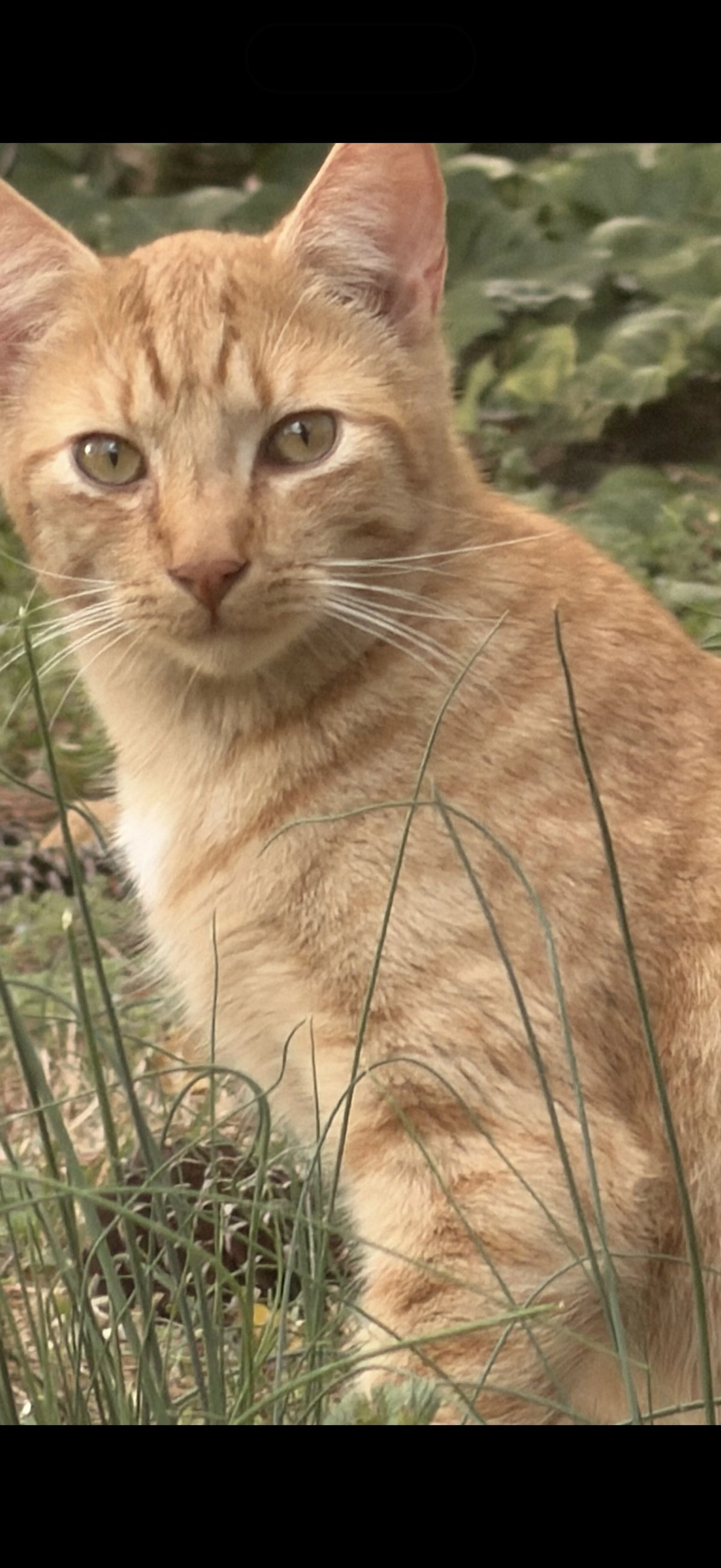 Lost pet-0