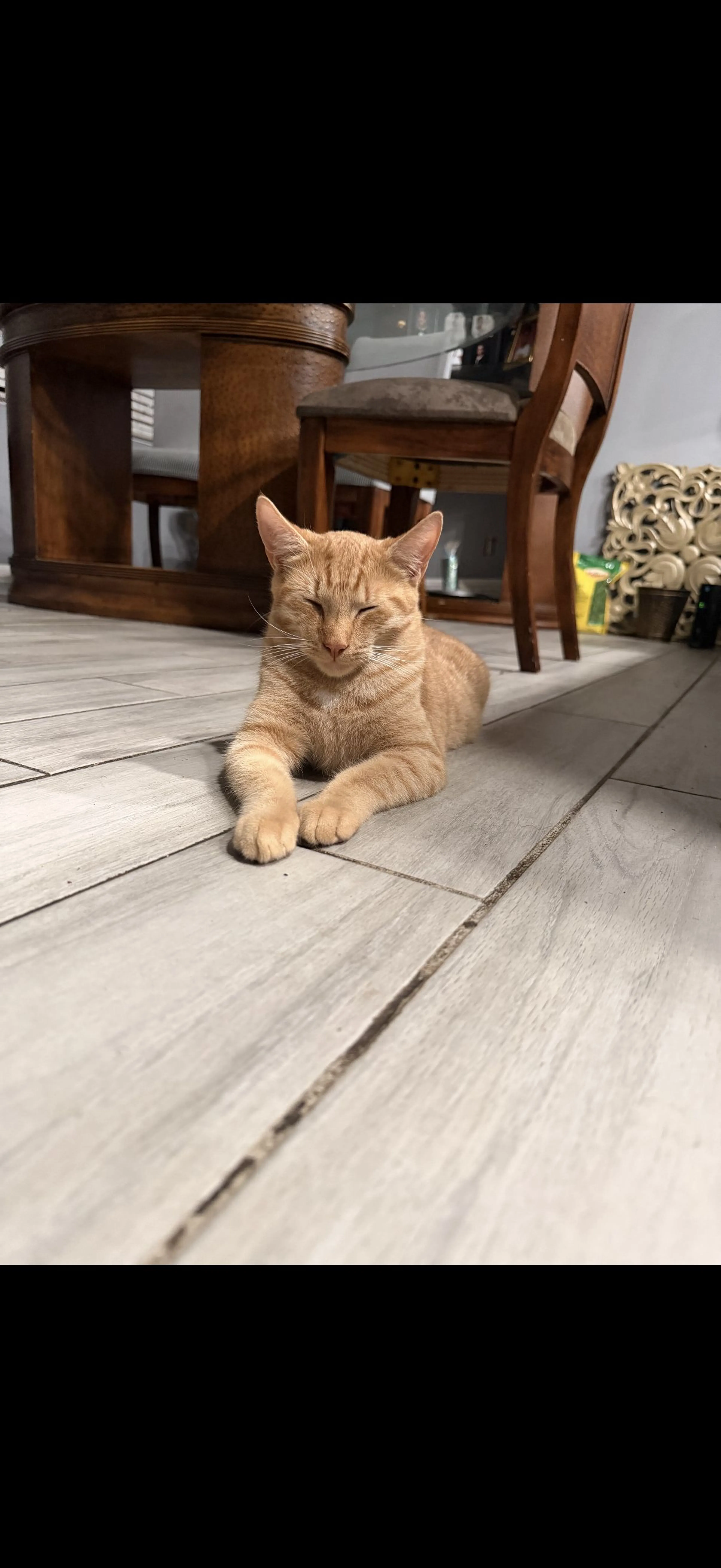 Lost pet-1