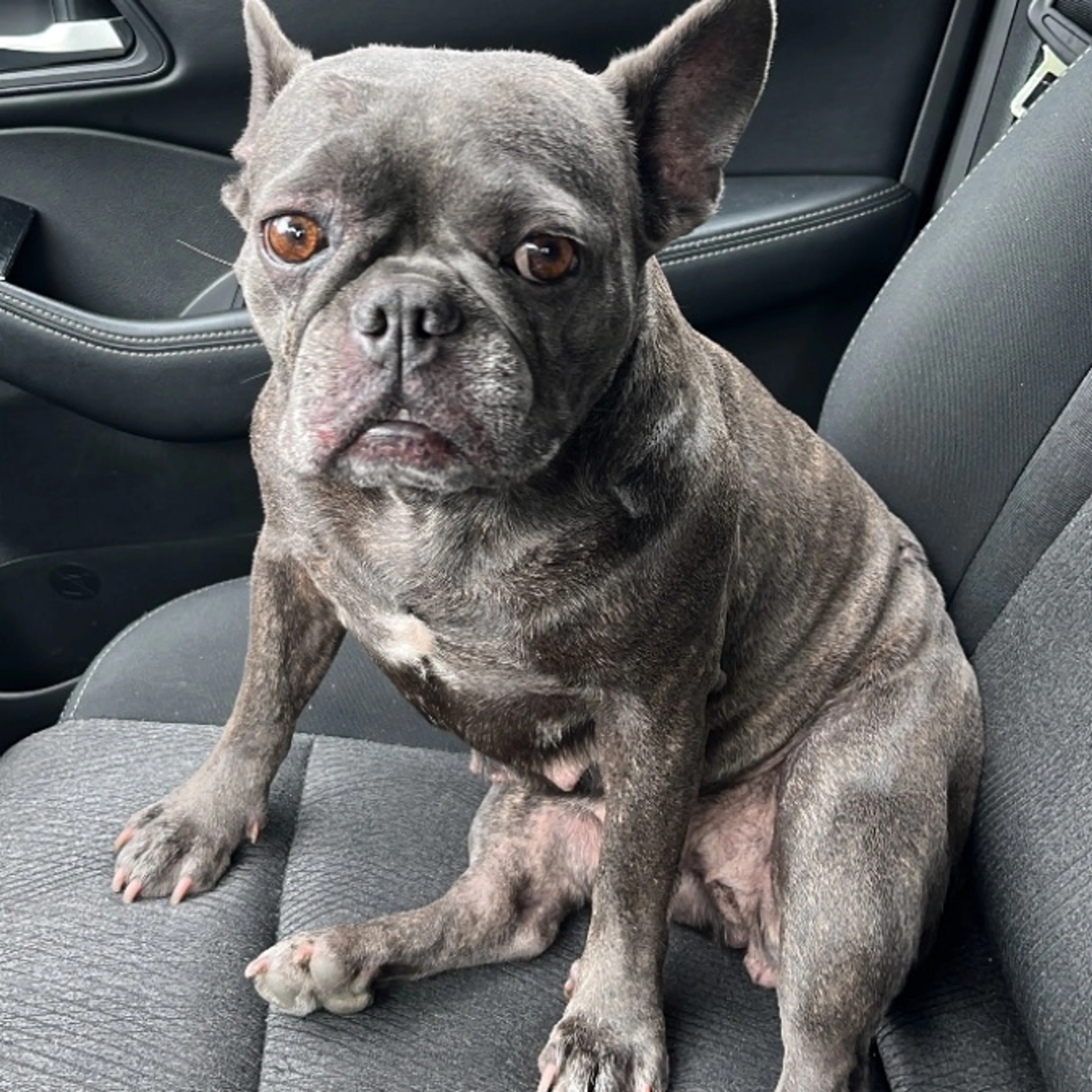 Lost pet