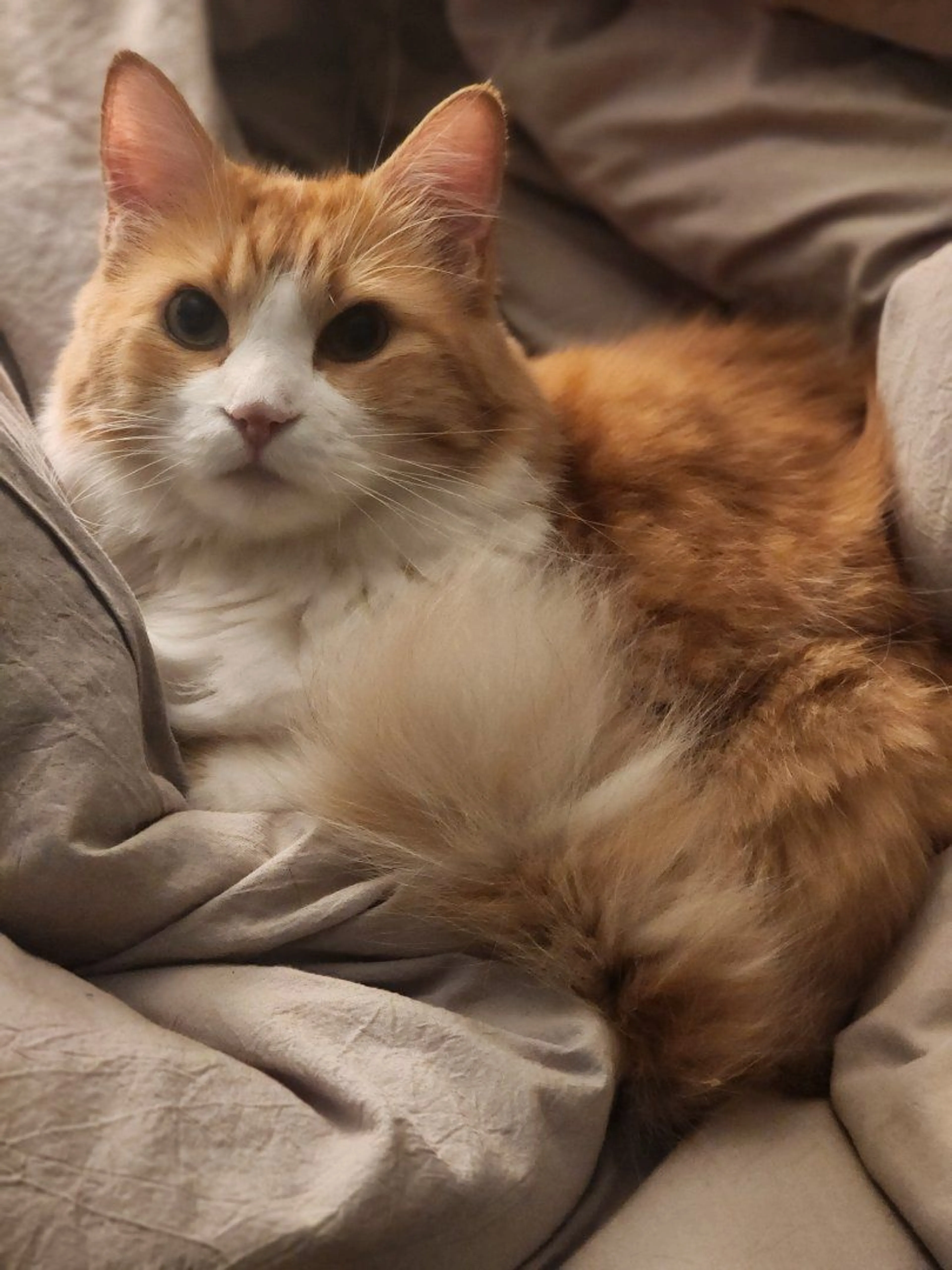 Lost pet-1