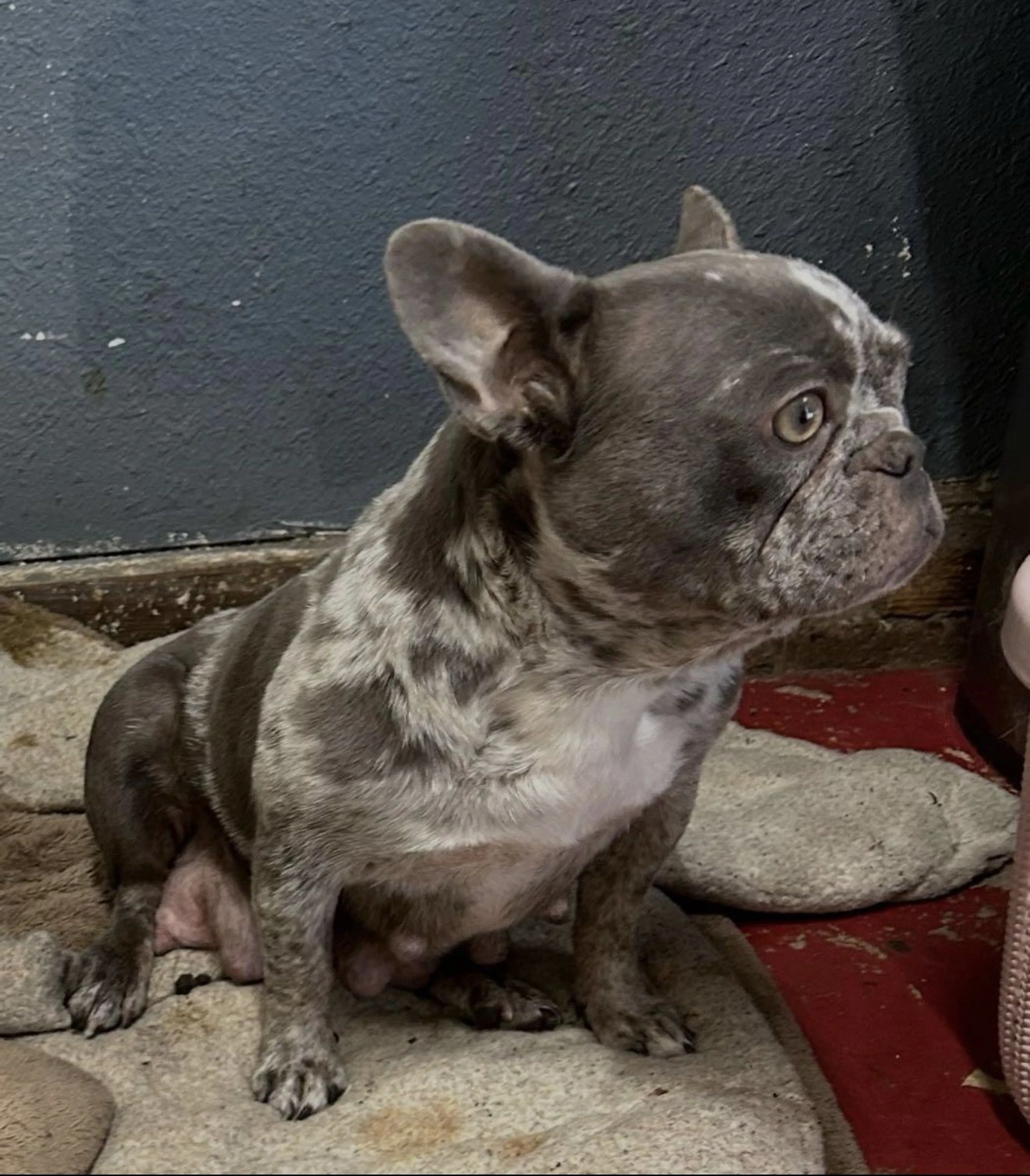 Lost pet