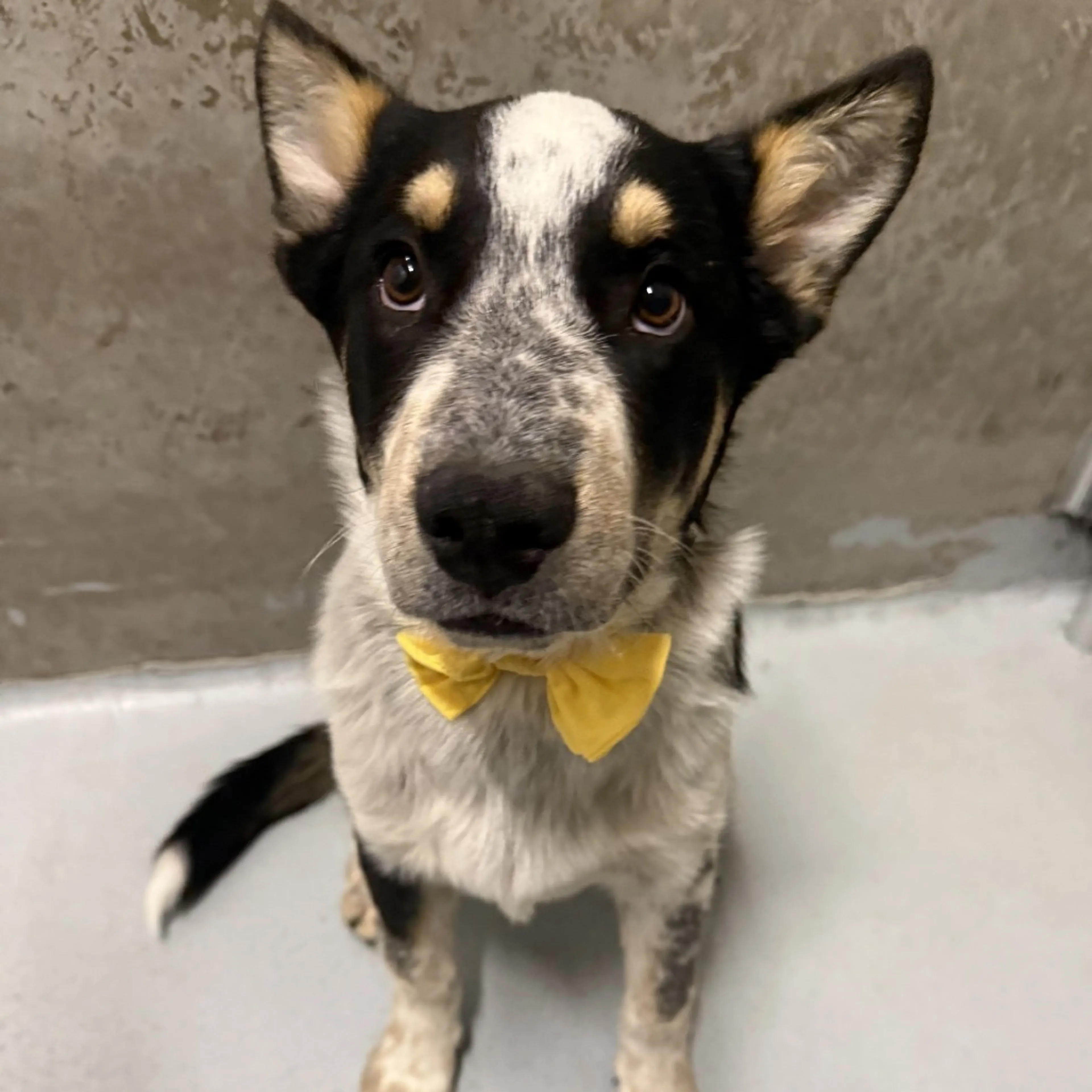 Found pet-1